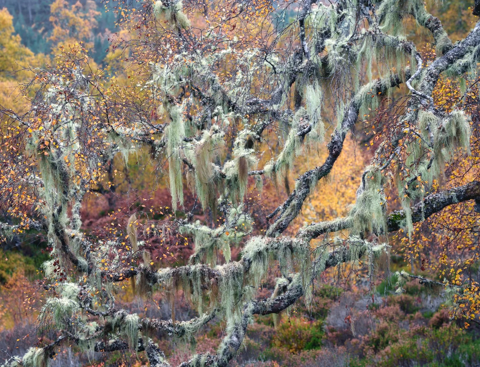 50 Bearded Birch.jpg