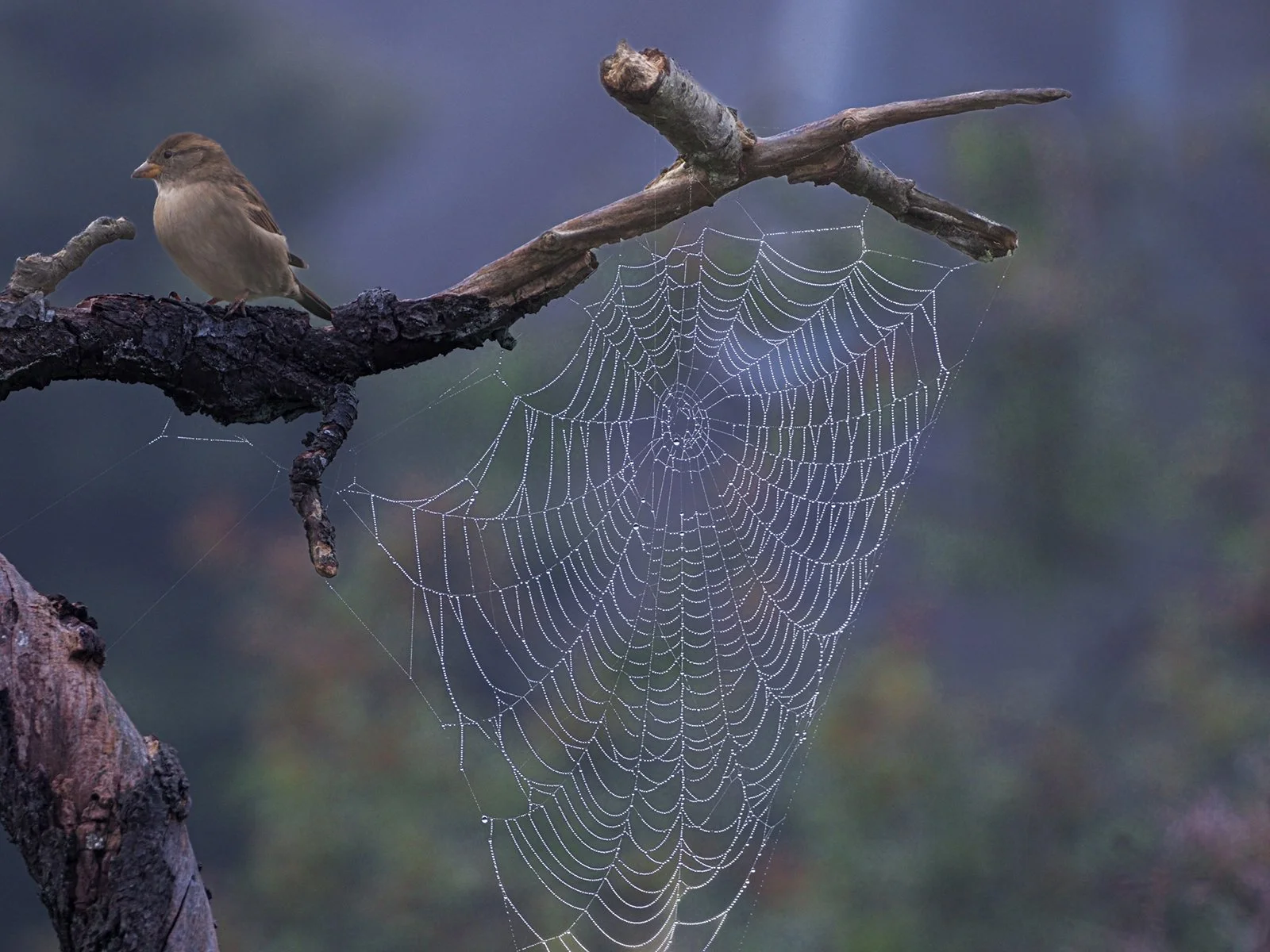 This Cobweb Wasn’t Here Yesterday