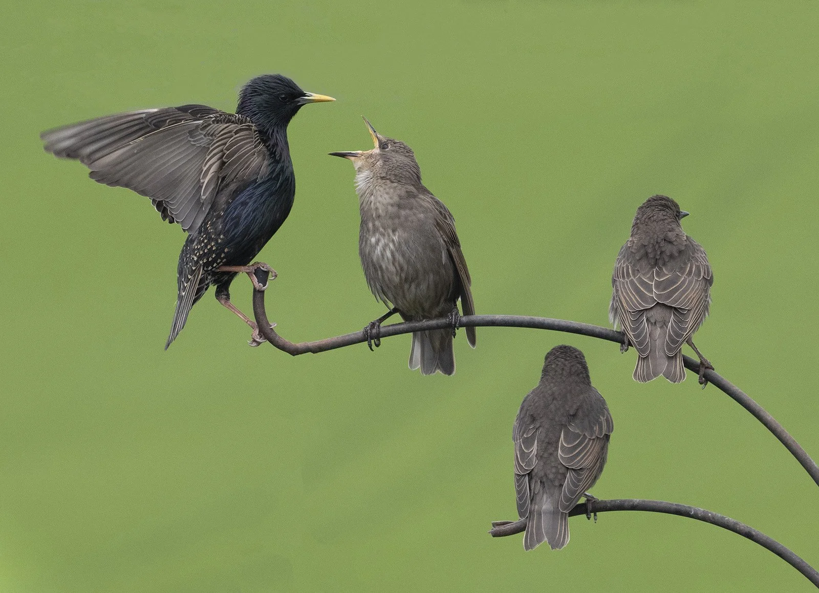 Pecking Order