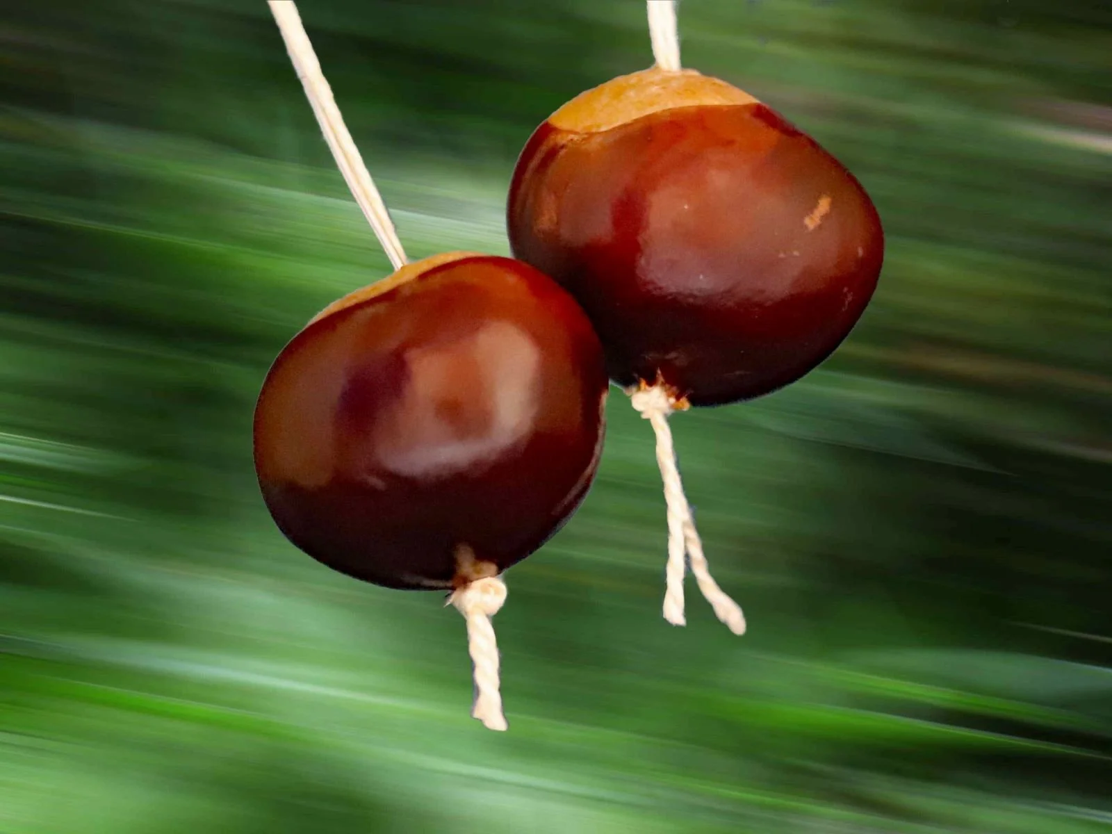 Conkers