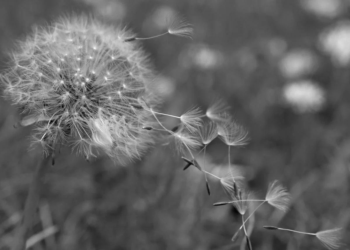 Blowing in the Wind – 1st Place