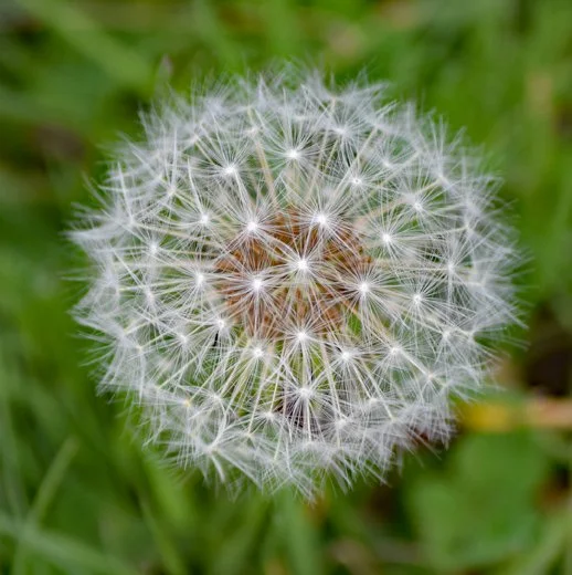 Heather Ray – 1st Place Category ‘Patterns in Nature’