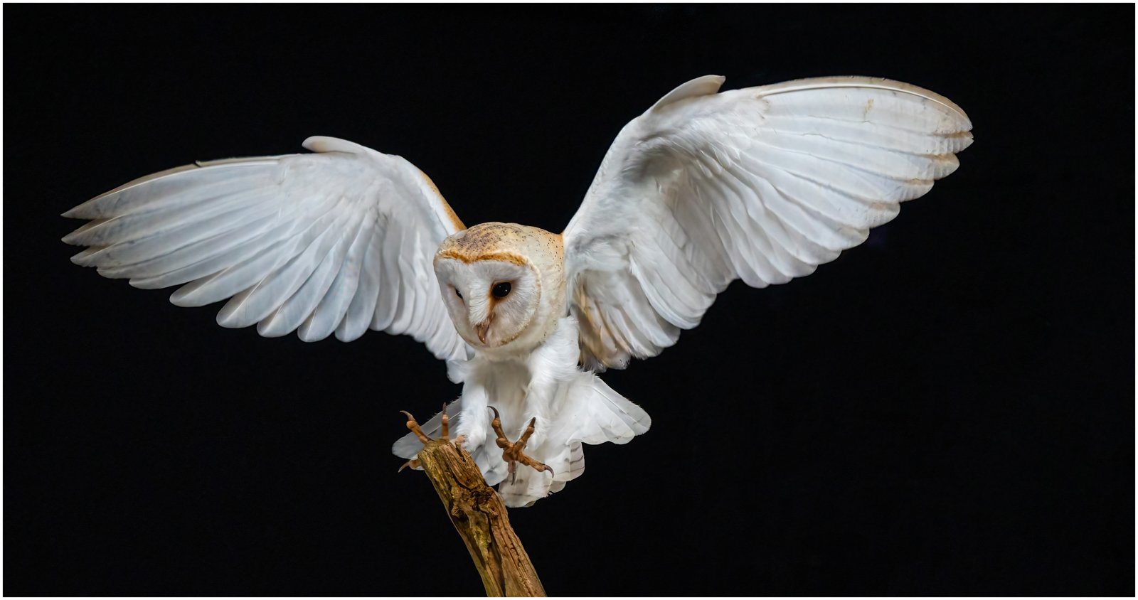 55 Barn owl landing.JPG