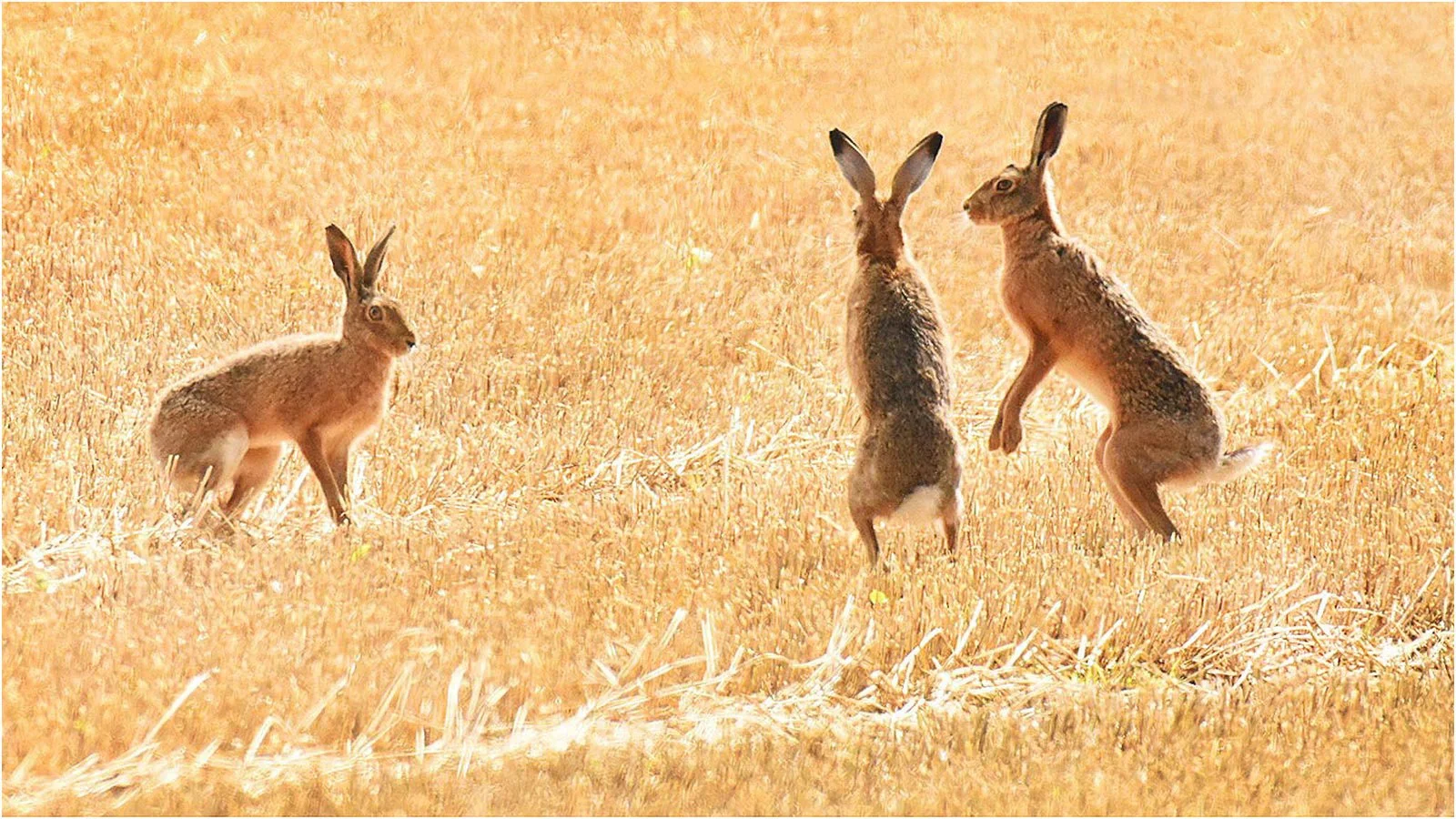 Brown Hares