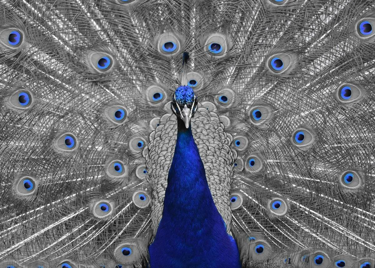 Blue is the Colour – 1st Place