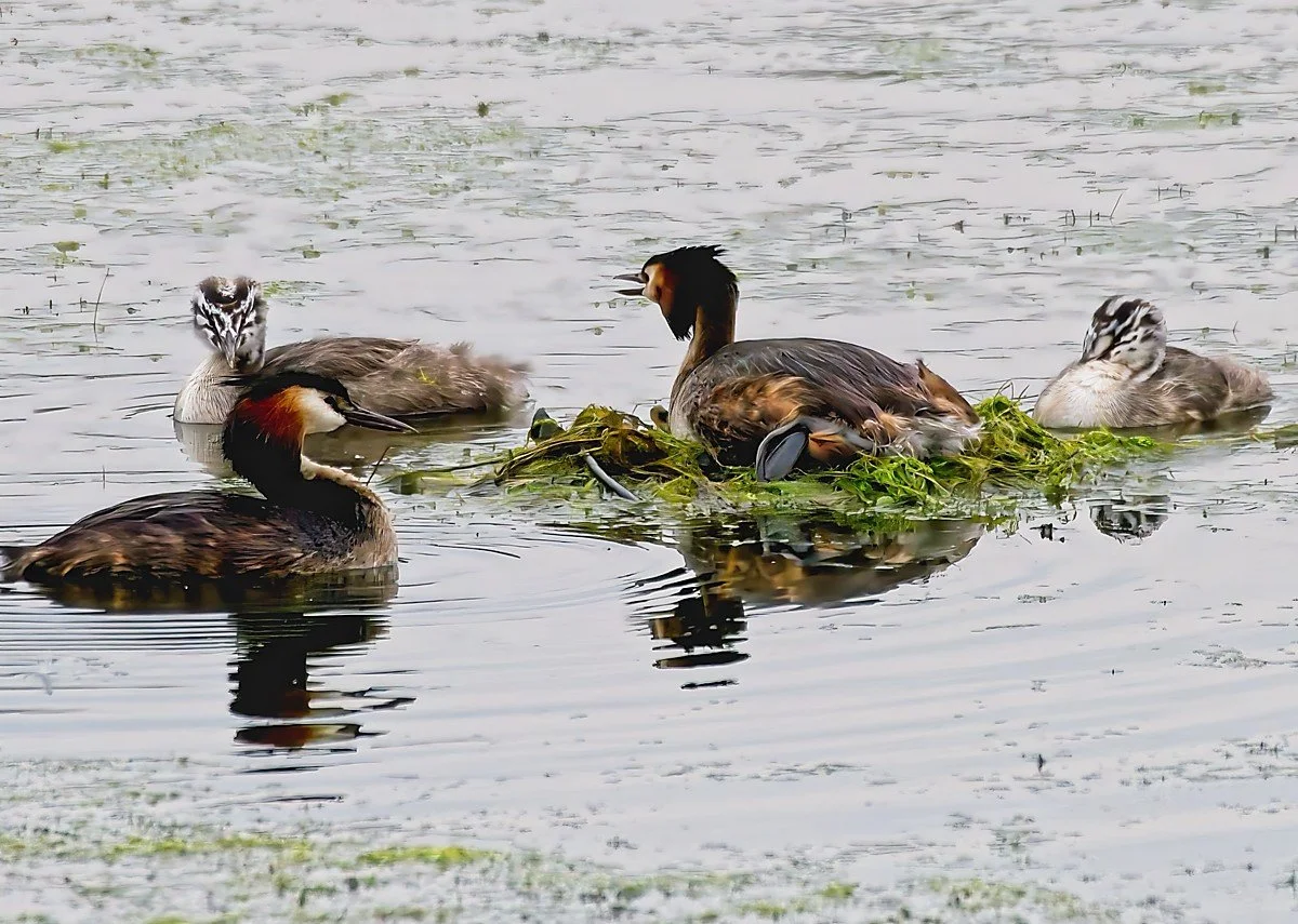 3rd place - Alan Dowler - Family Bliss