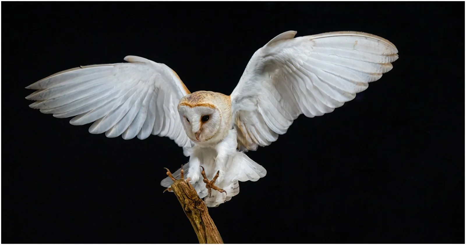 Barn owl landing.JPG