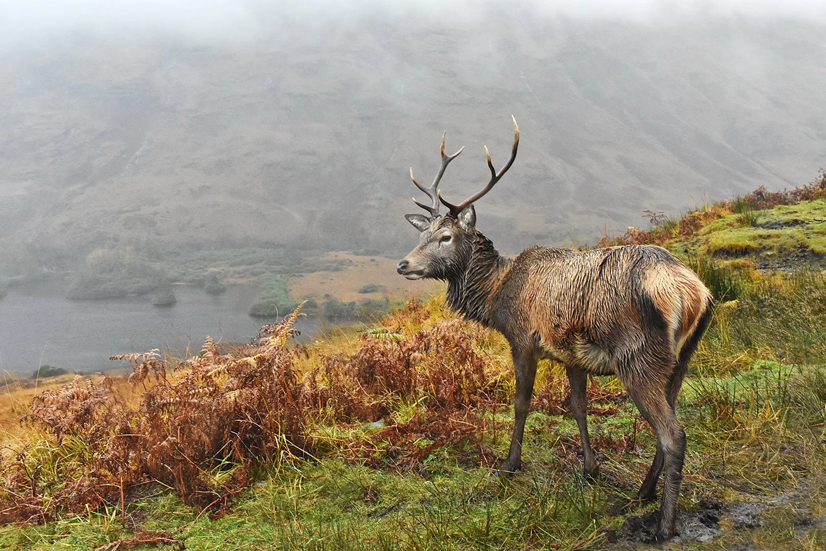 Watching his Hinds