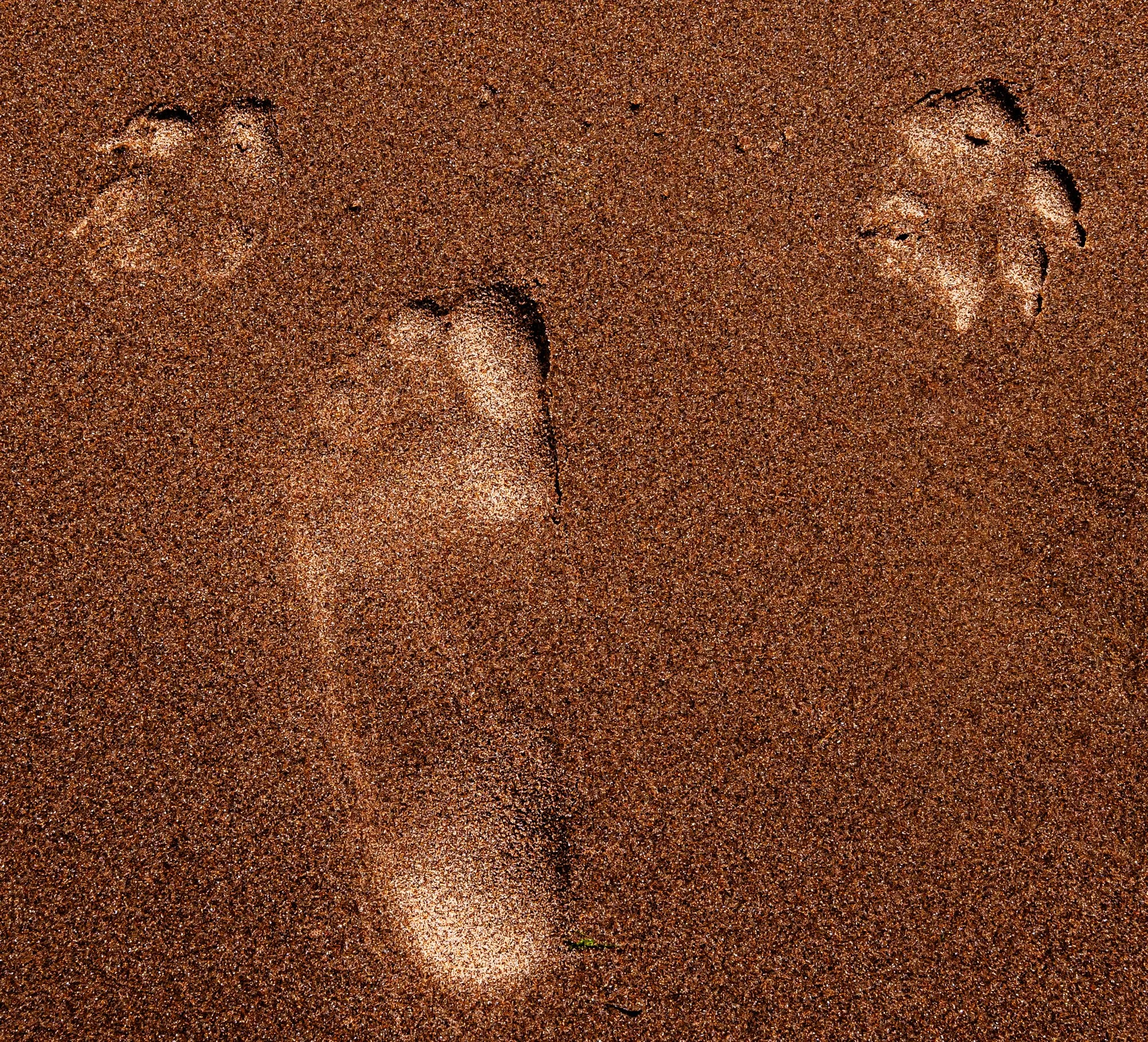 1st  Mike Kiely - One man and his dog