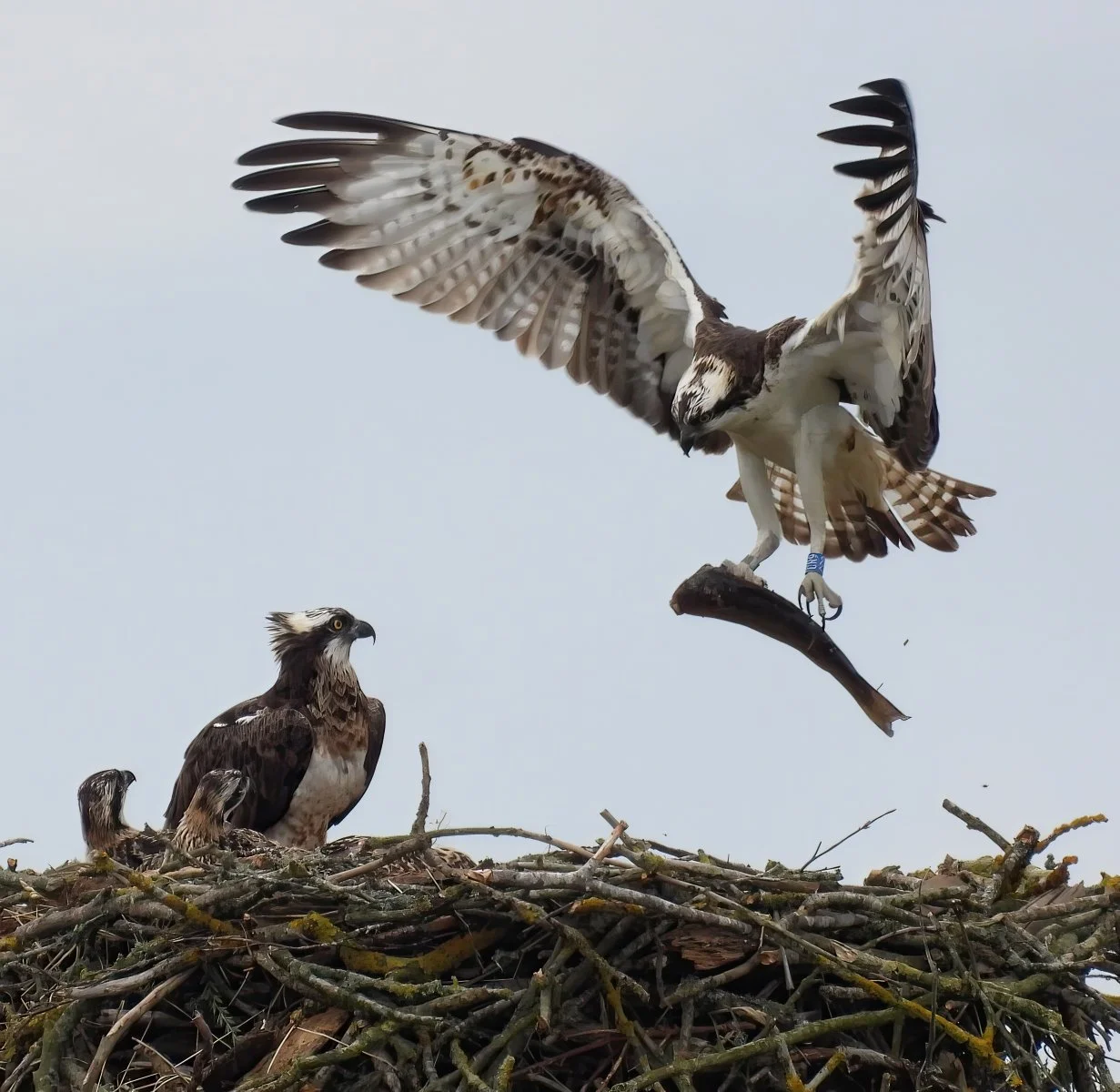 20 Here comes the Dinner.jpg