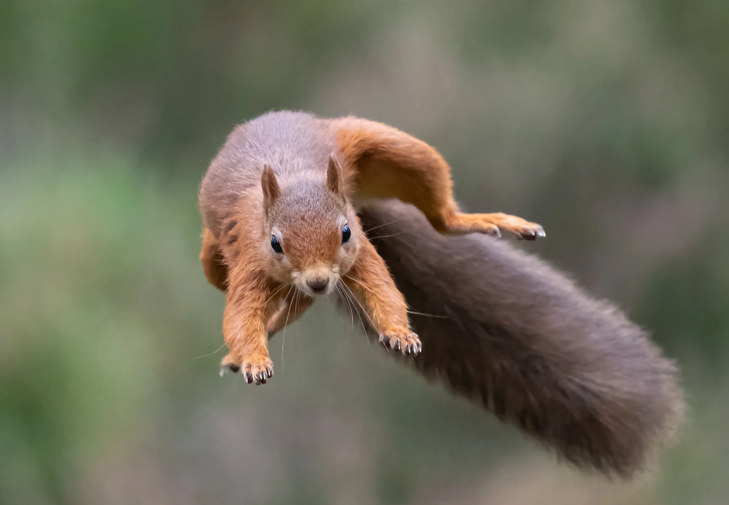 Flying Squirrel (1 of 1).jpg