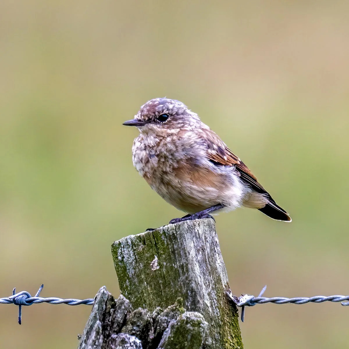 Little Dunnock