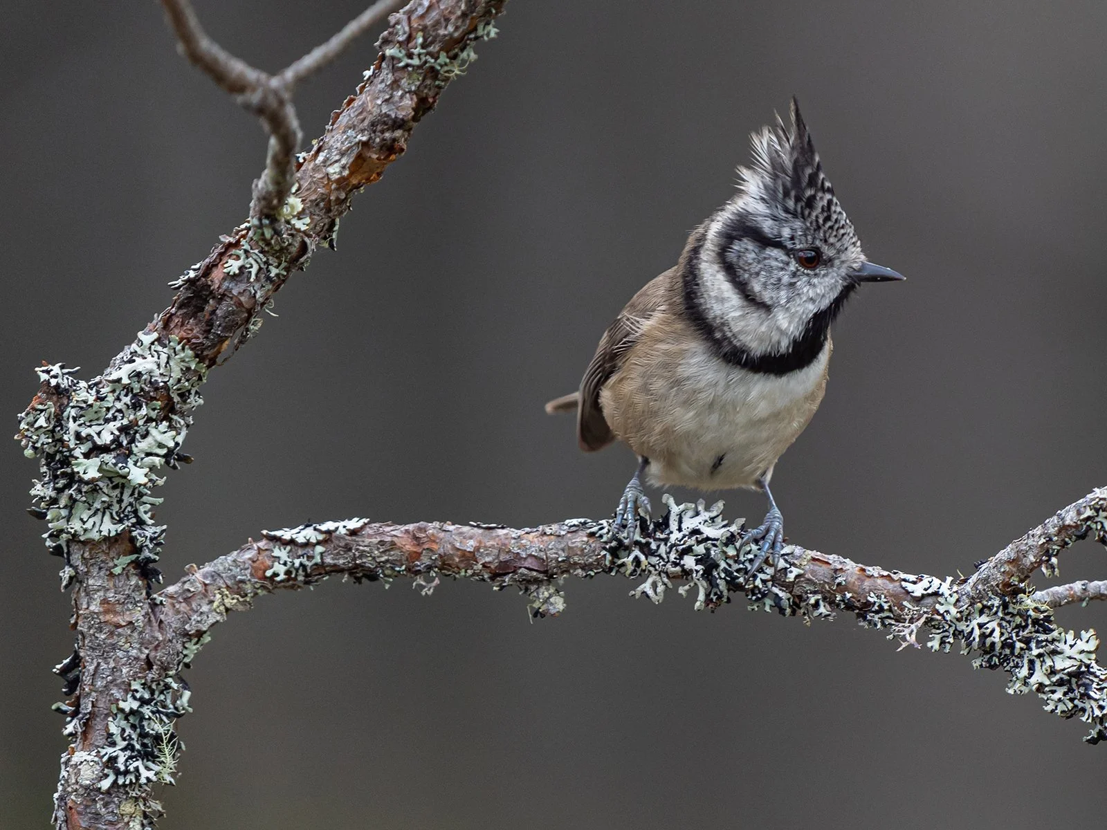 Crested Tit