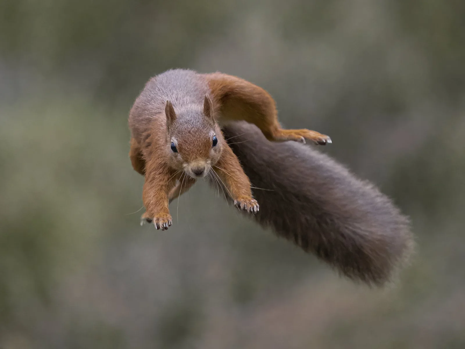 Flying Squirrel