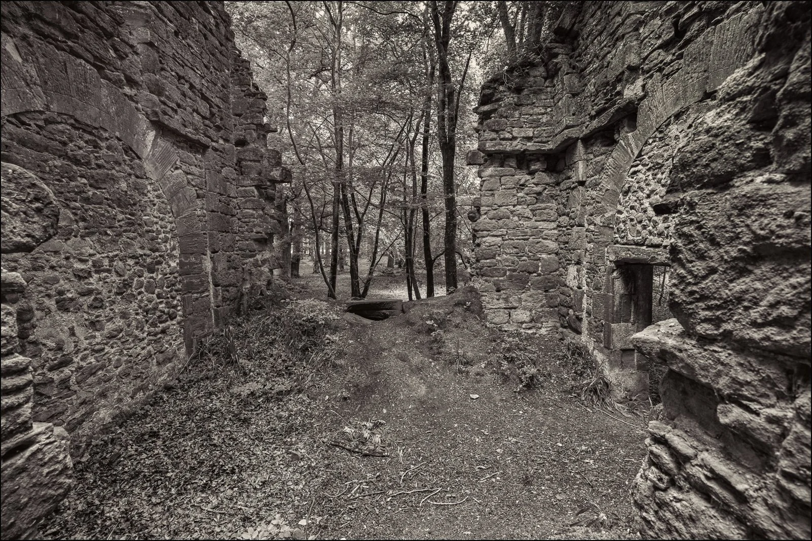 New Woods Replace Neglected Past