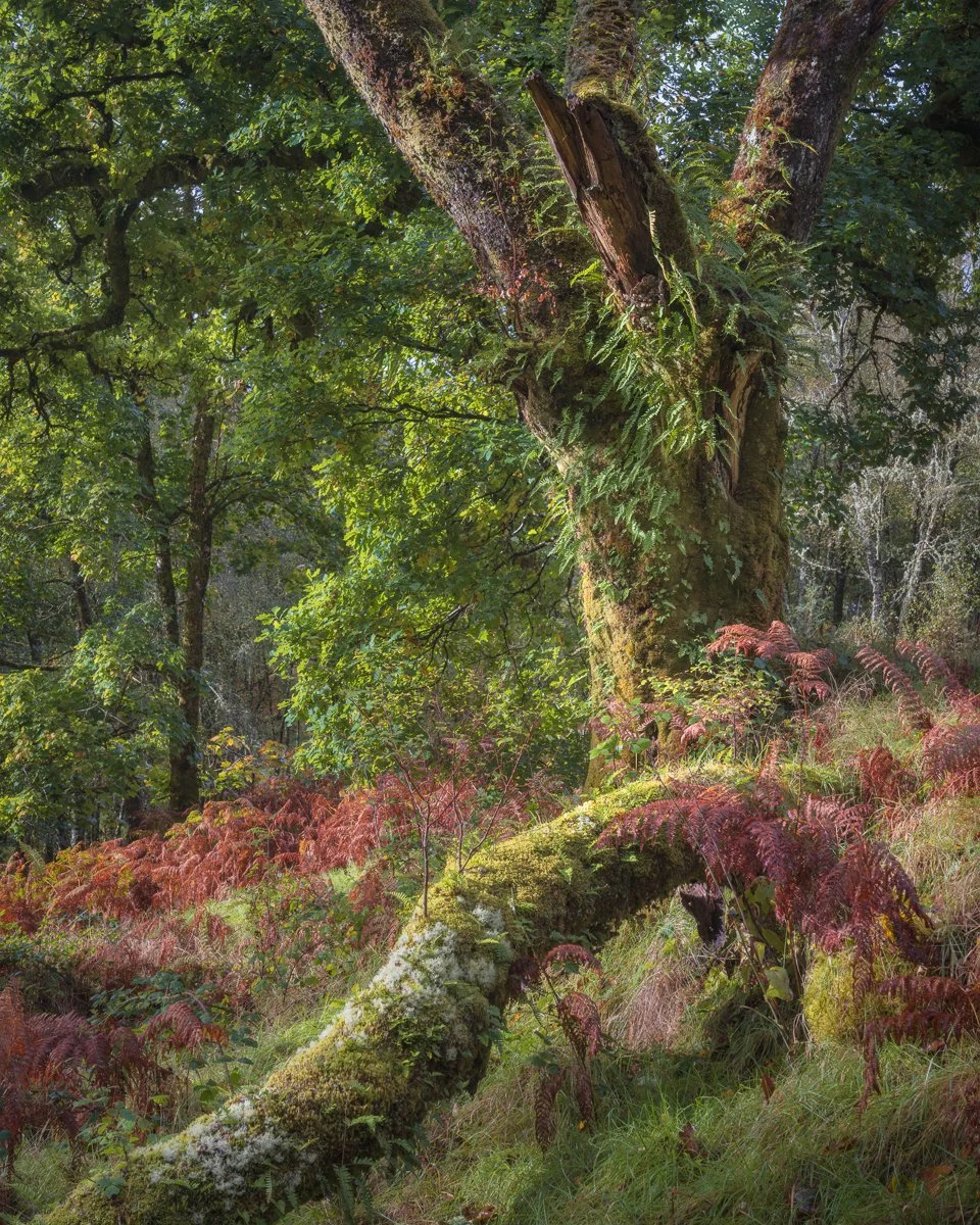 32 Scotland's Temperate Rainforest.jpg