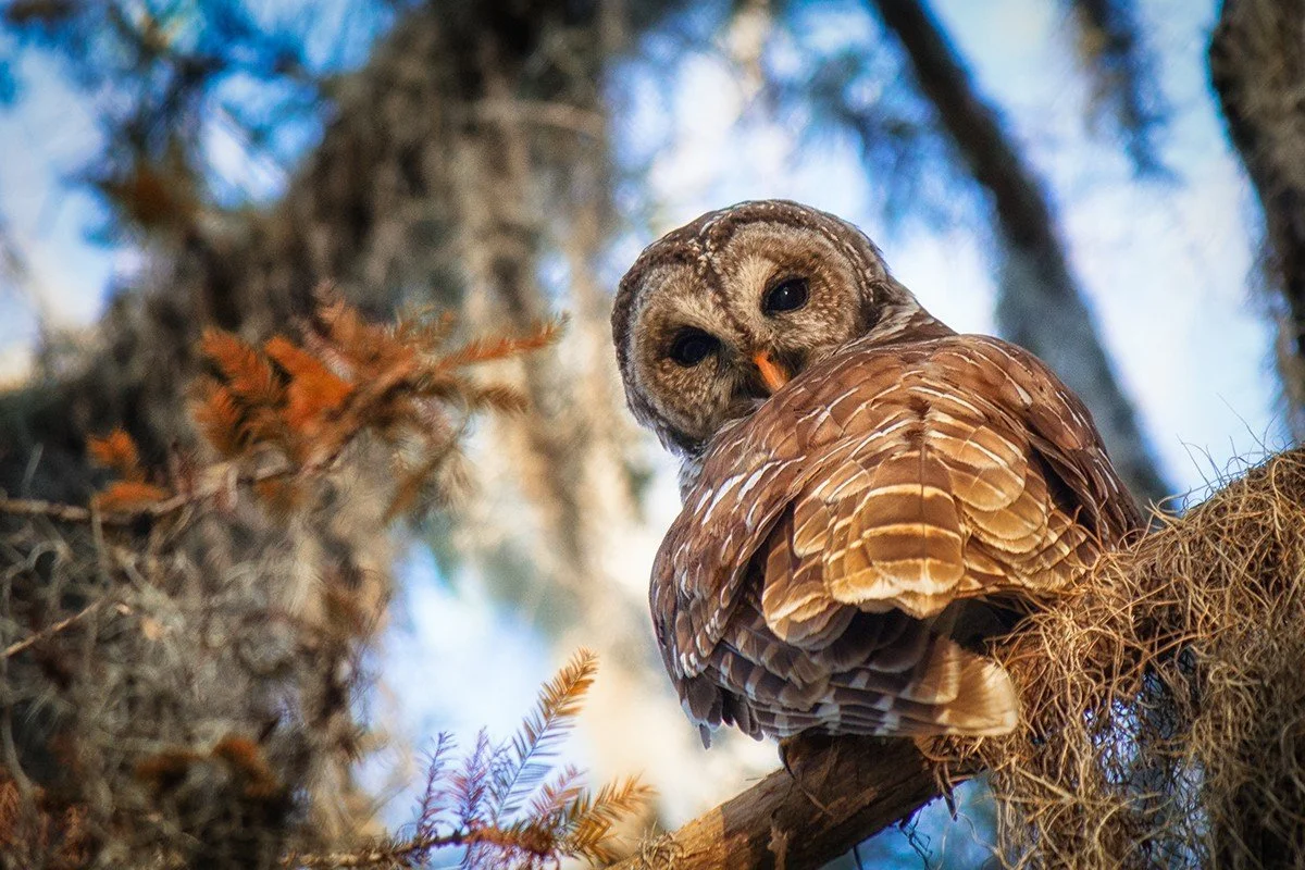 2nd – ‘Spotted’ – John Isaacs