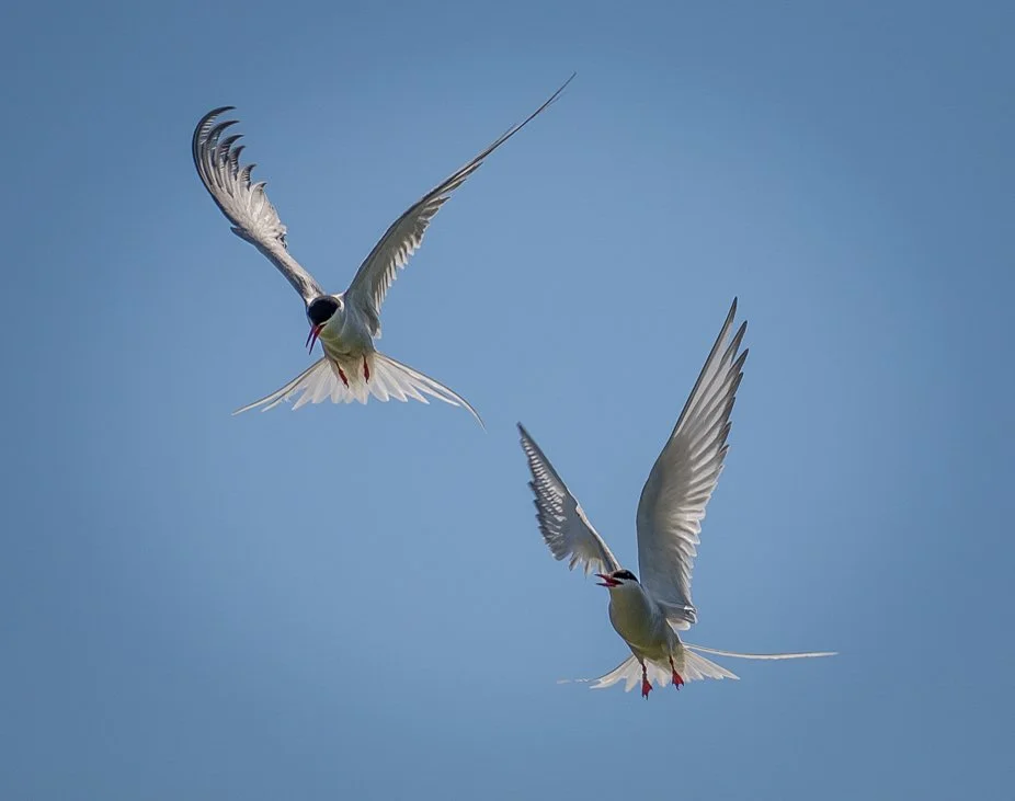 Arctic Terns