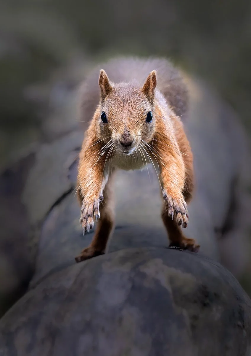 C – Leap of faith – Bob Smith