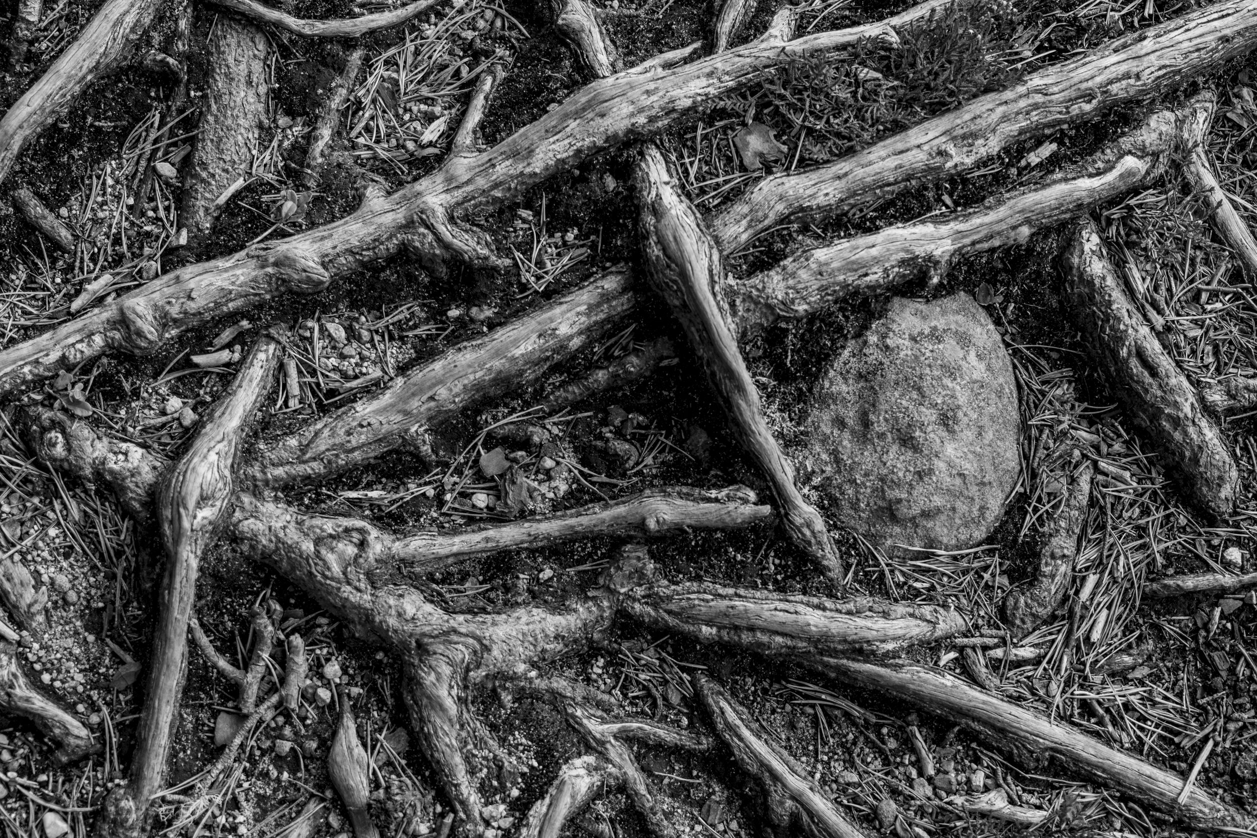 C  Alan Edwards - Trapped