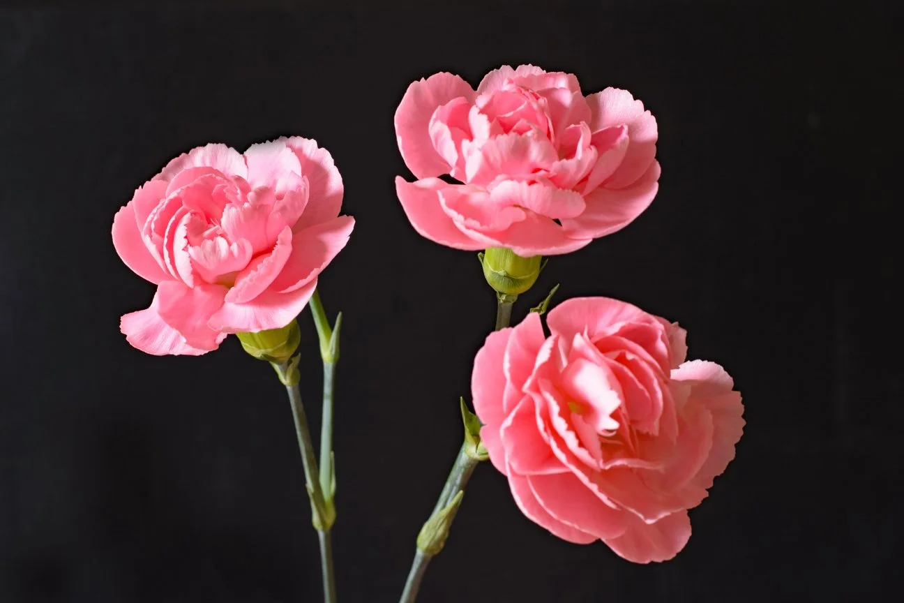 Heather Ray – 3rd Place Category ‘Think Pink’