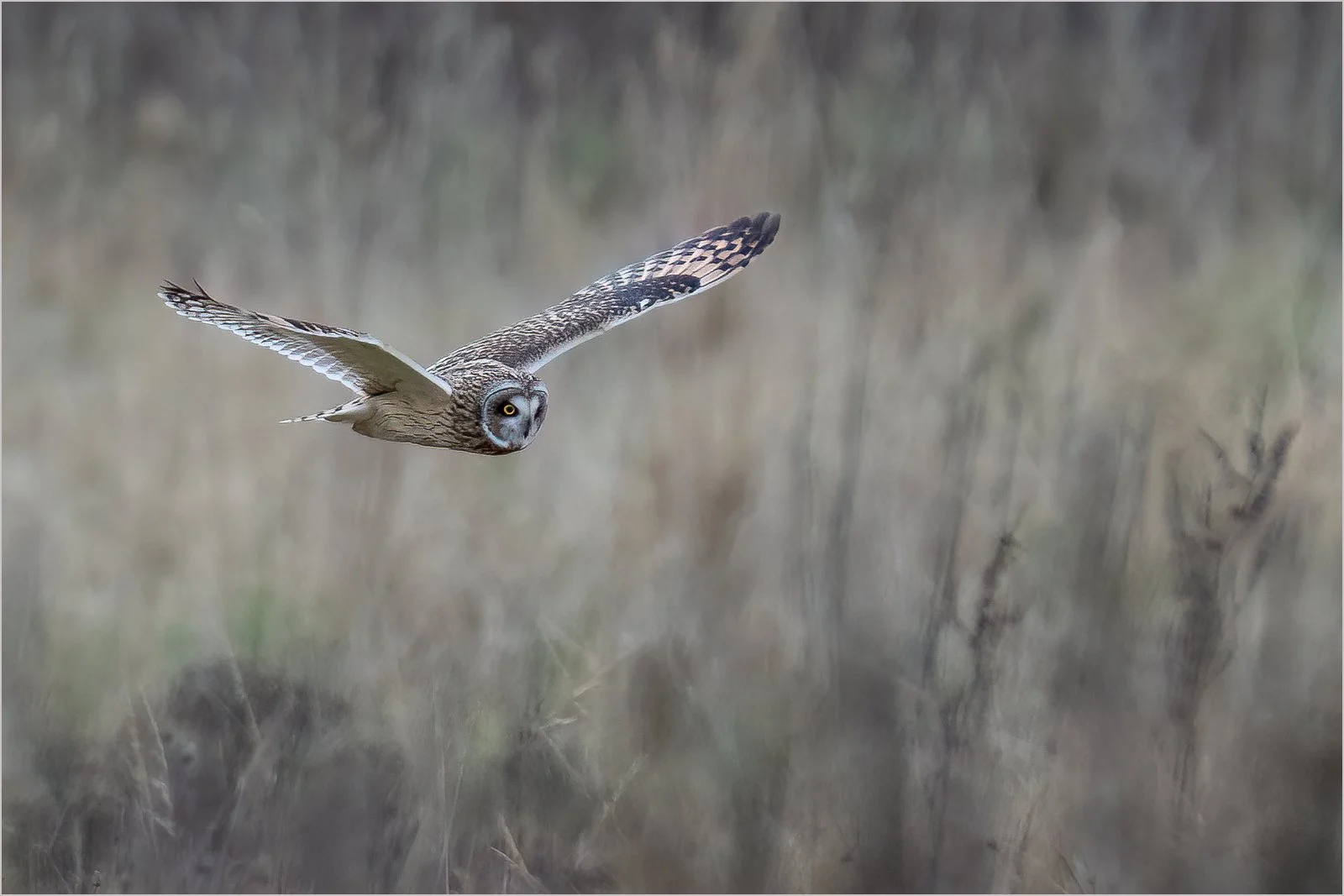 42 Short Eared Owl.jpg