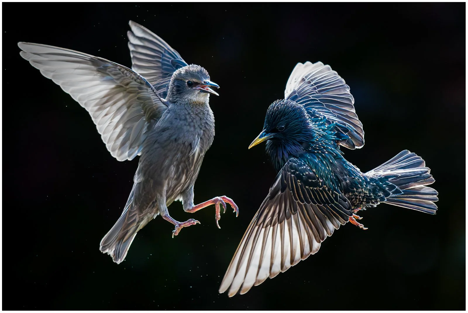 47 Dancing Starlings.jpg