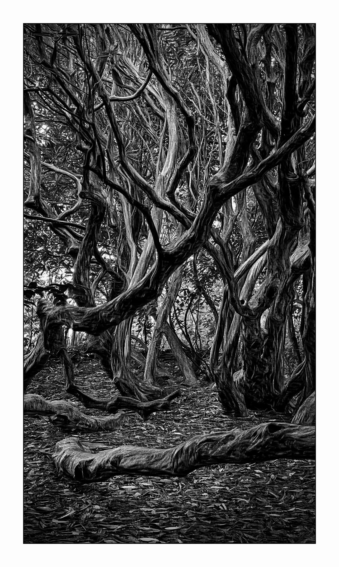 3rd  Peter Hargraves - Entangled Grove