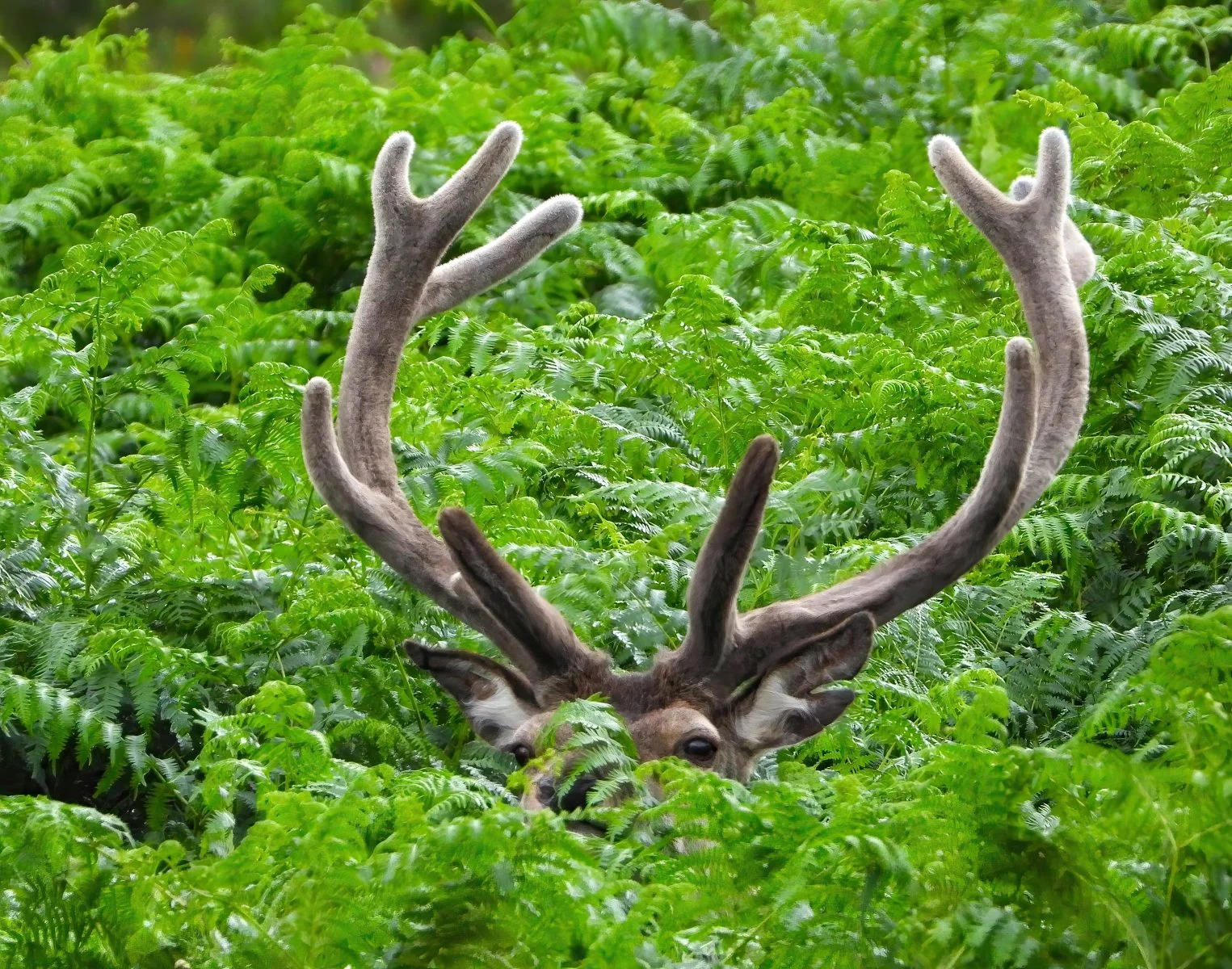 21 Do you think they can see me.jpg