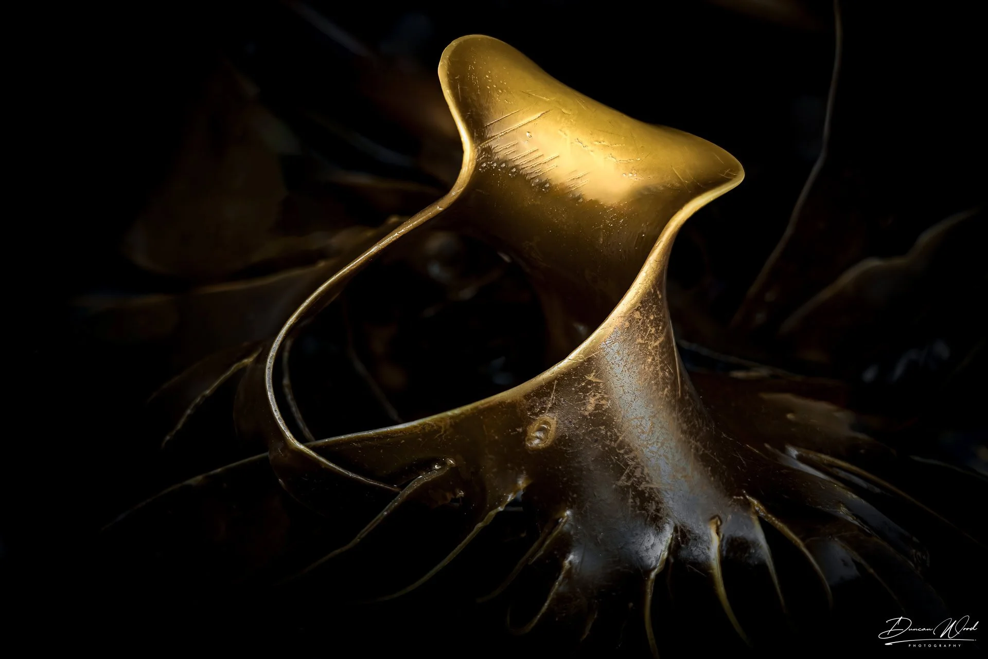 Close-up of a metallic conch shell with a gold hue, set against a black background.