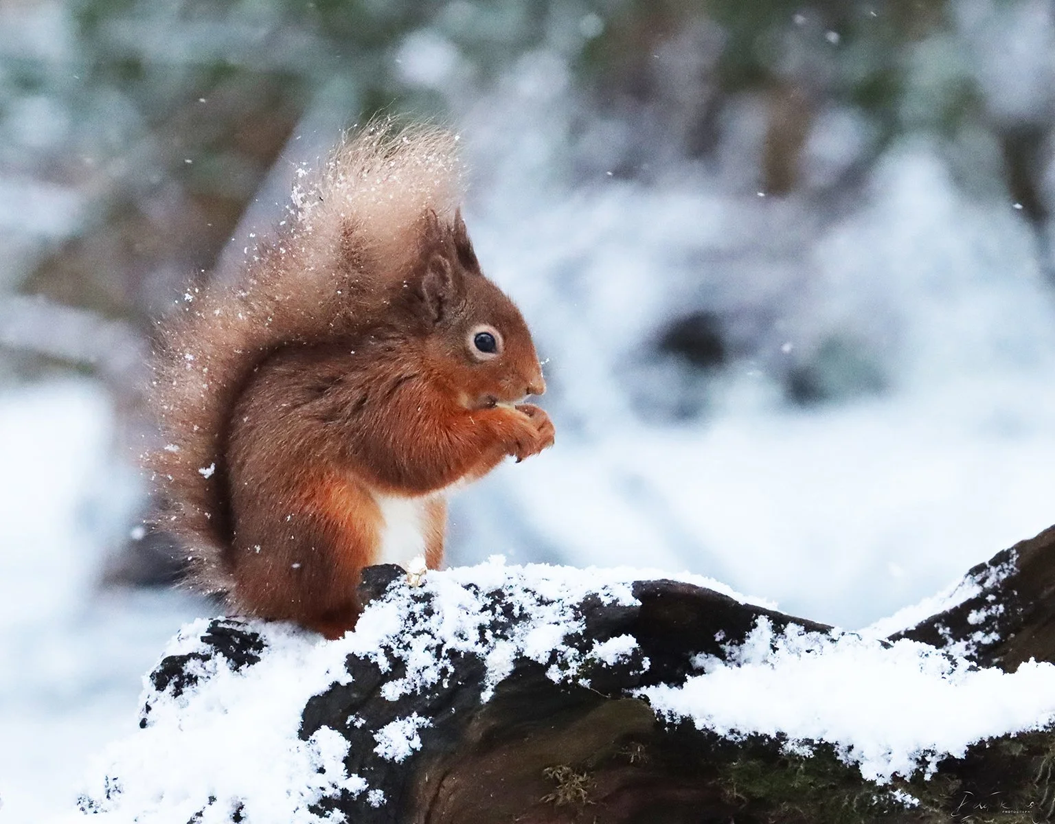 Squirrel in Winter