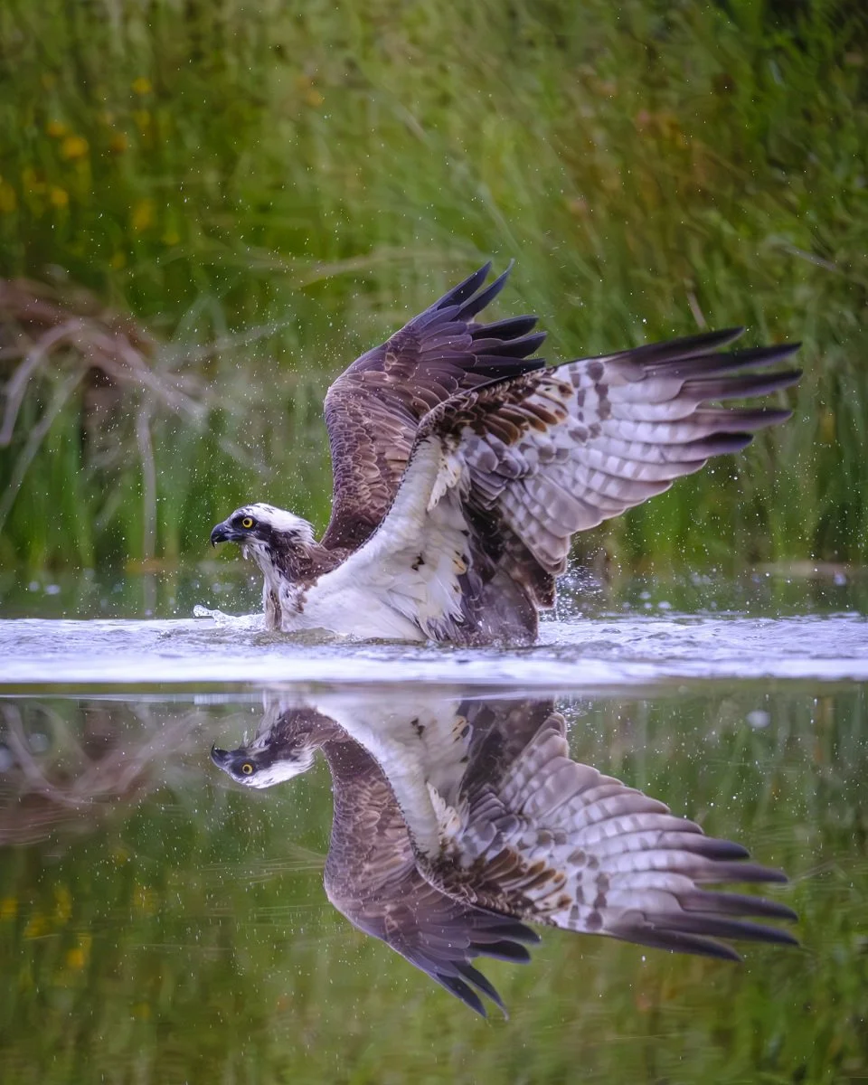 Osprey