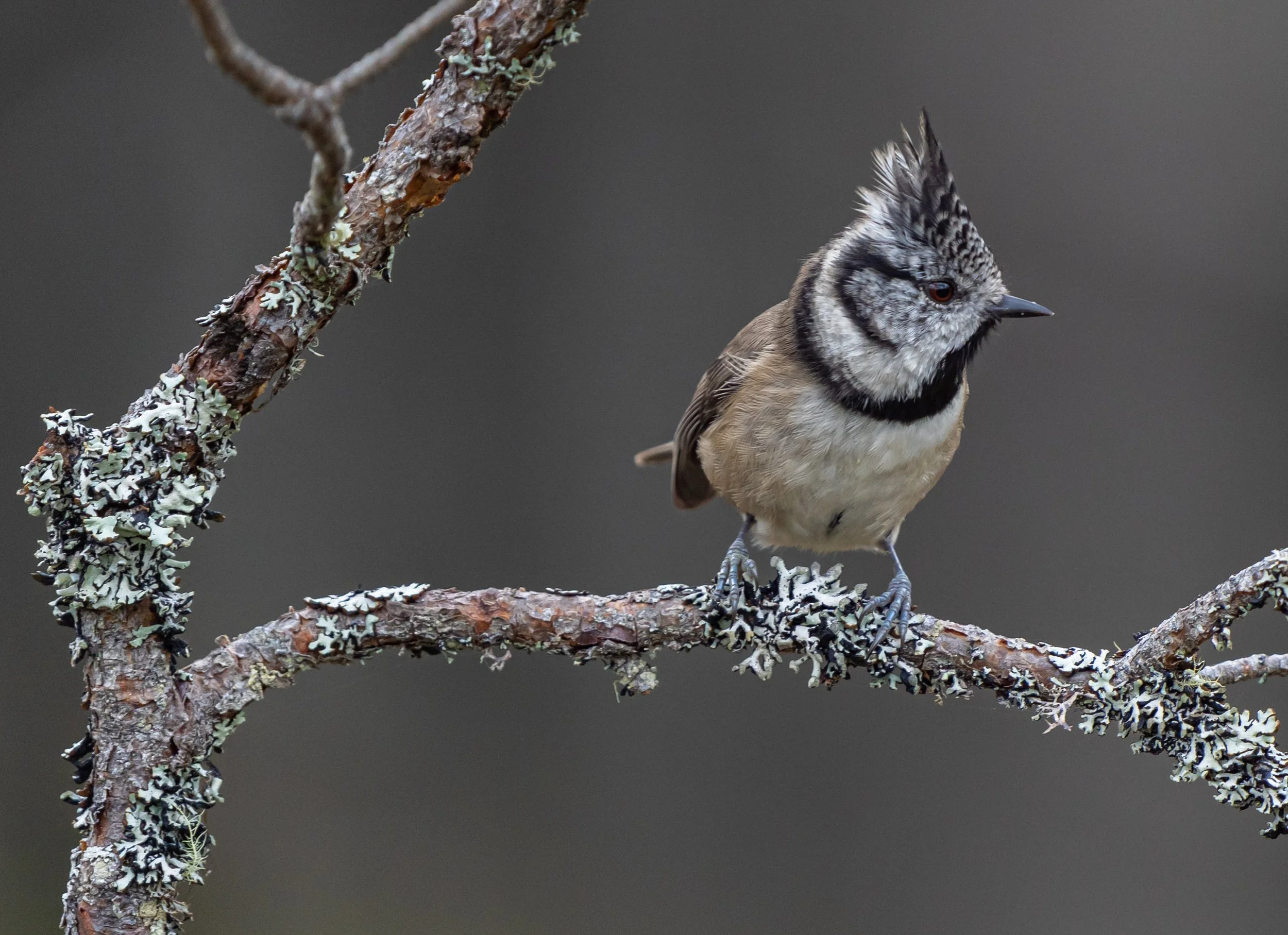 Crested tit (1 of 1).jpg
