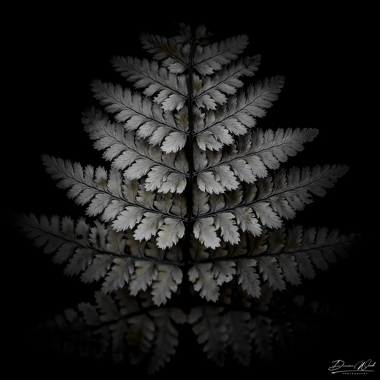 A close-up of a dark, silver fern leaf against a black background, with its reflection visible below.