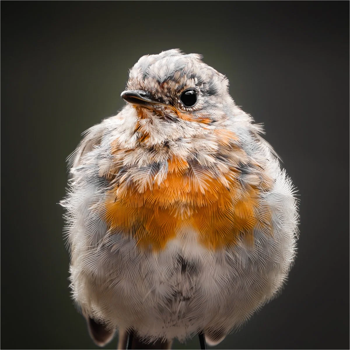 2nd place – Reliant Robin – Duncan Wood