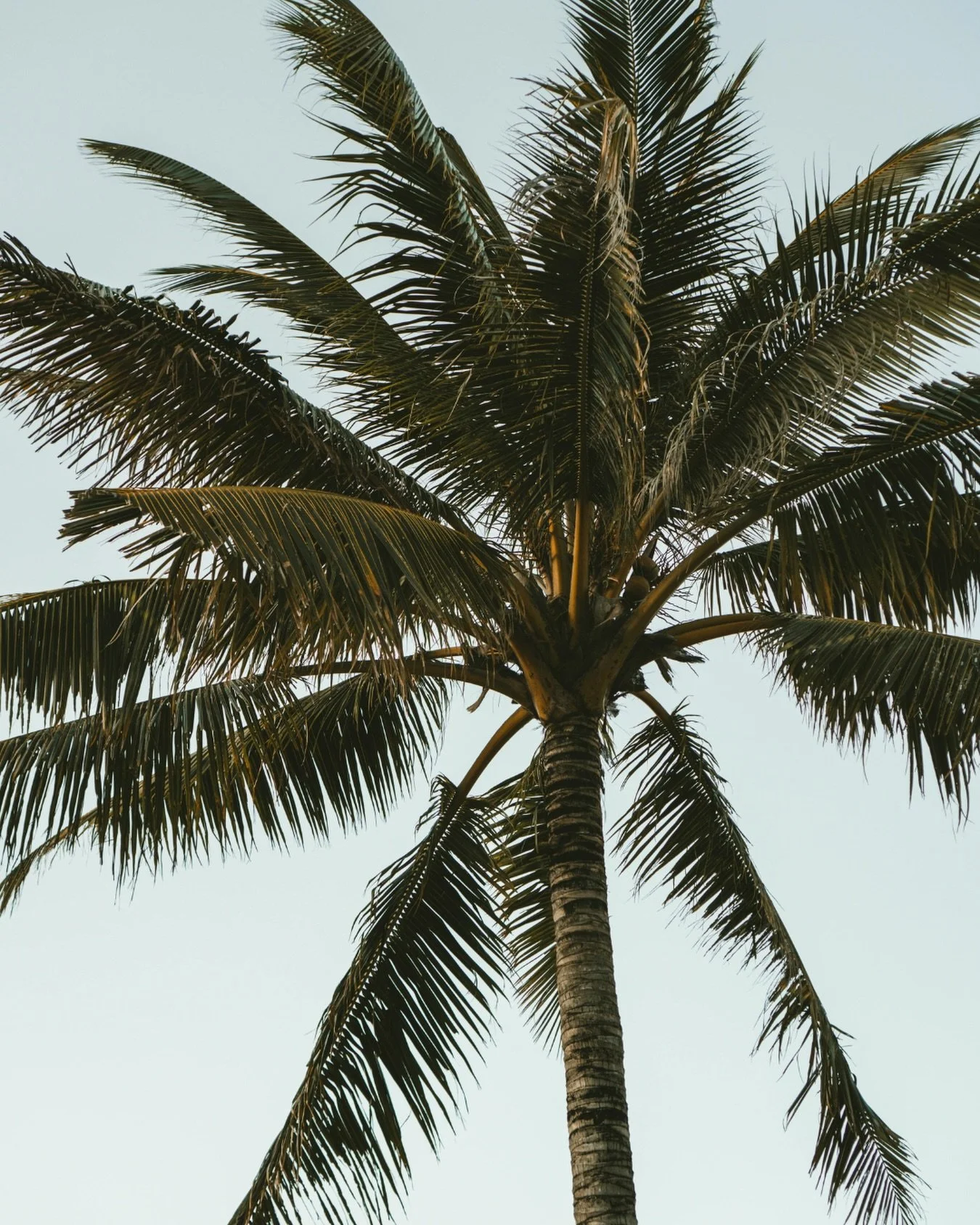 🌴