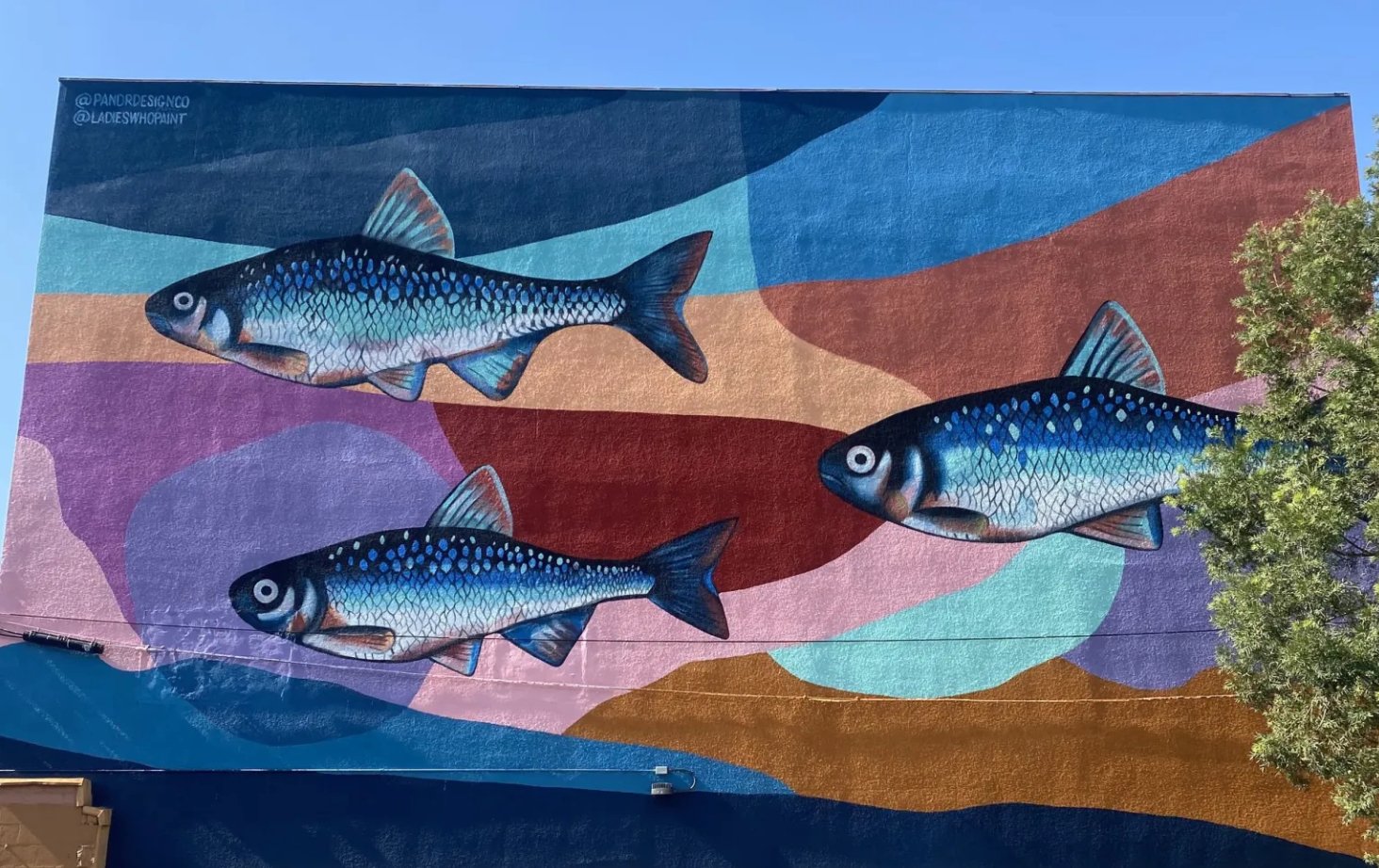 Fish-Mural_sandiego-pandr-design-co-2.jpg