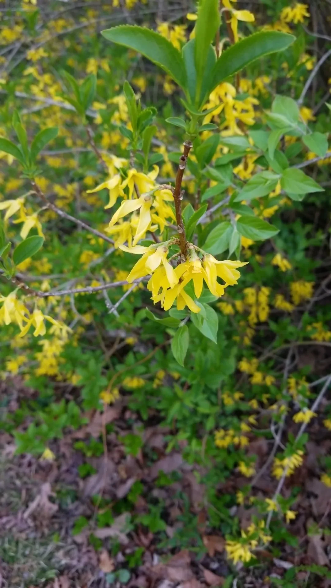 forsythiayg.webp