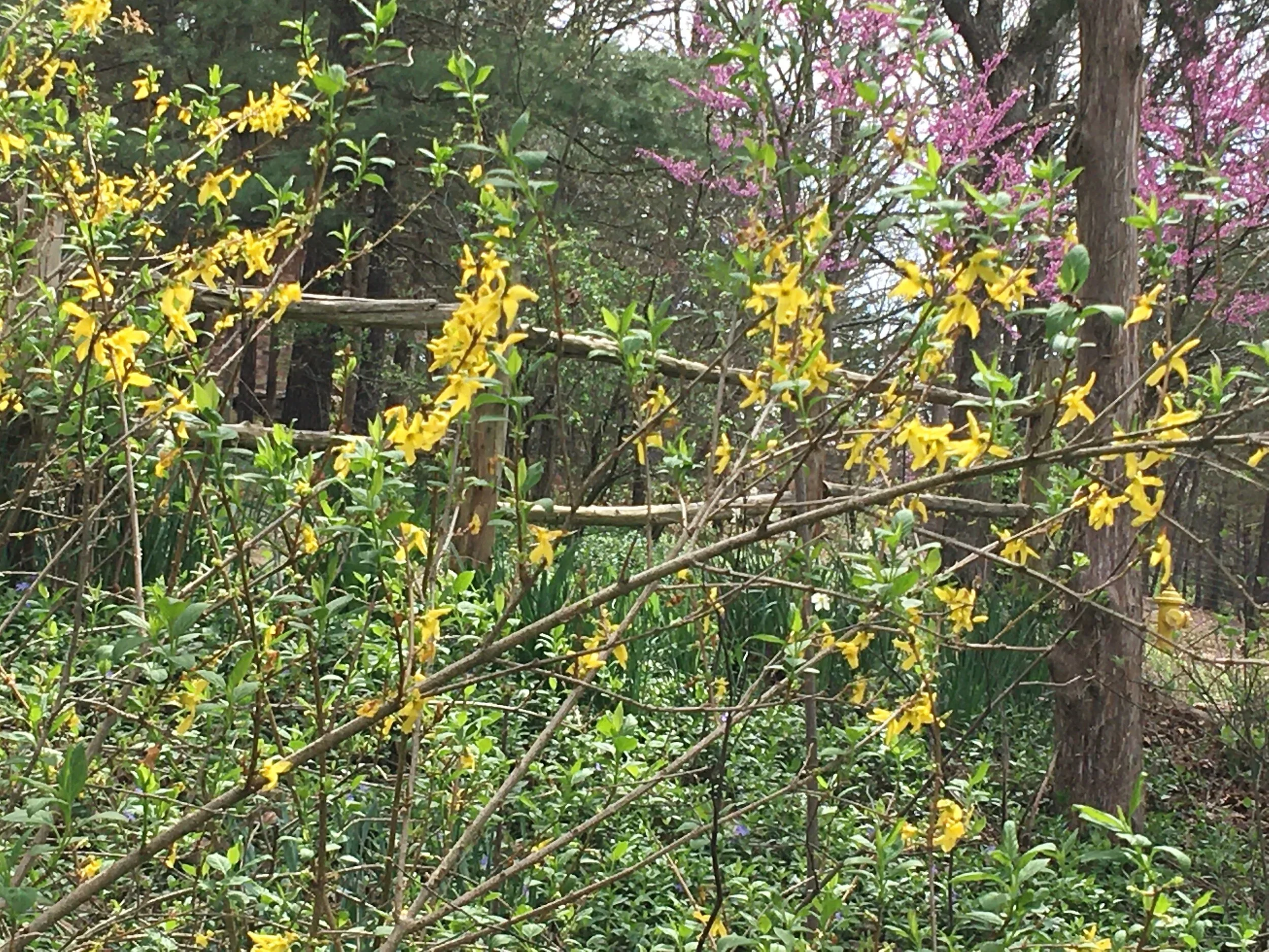 forsythiagre.webp