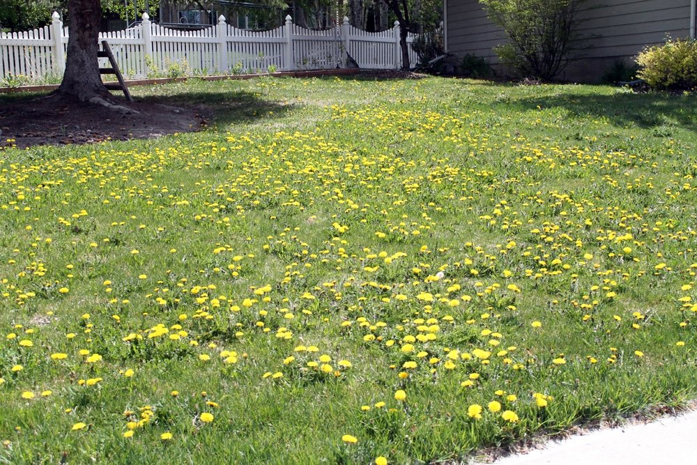 Broadleaf Weed Control for Cool-Season Lawns