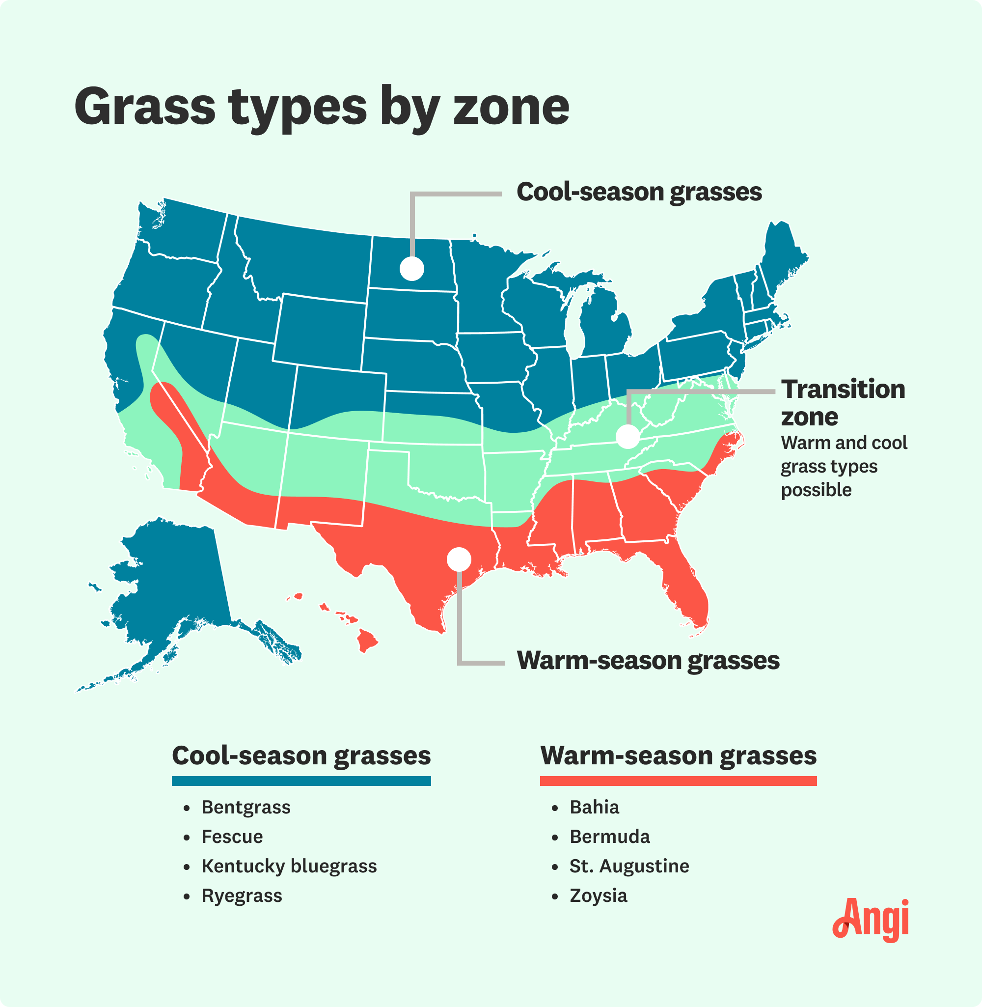 Map of the United States showing different types of grass by zone: cool-season grasses in northern states, warm-season grasses in southern states, and transition zone in the middle. Cool-season grass types include Bentgrass, Fescue, Kentucky bluegrass, and Ryegrass. Warm-season grass types include Bahia, Bermuda, St. Augustine, and Zoysia. The map is branded with the name "Angi" in the lower right corner.