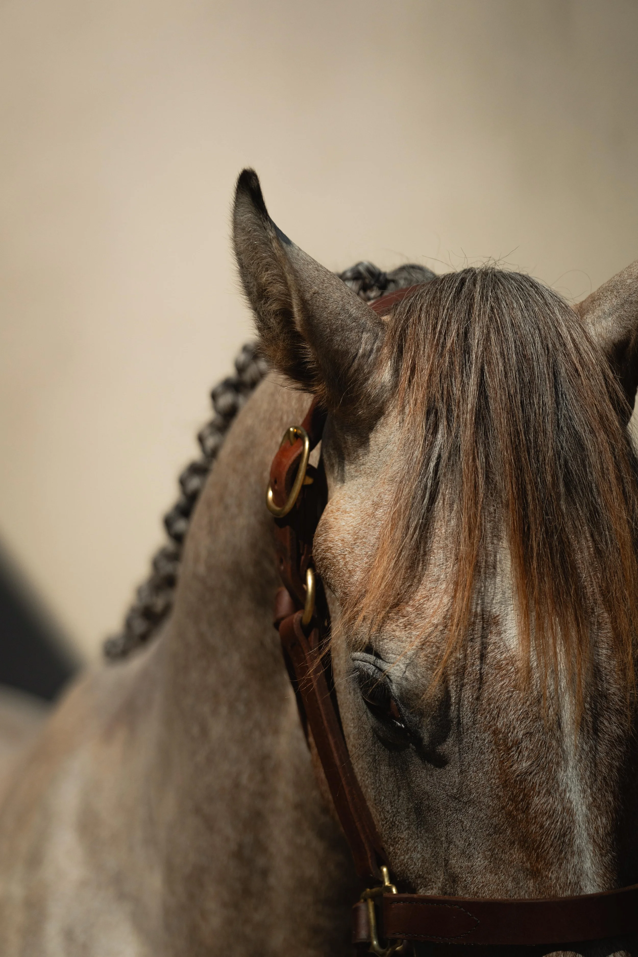 Close-up of a horse's face, showing its eye, ear, and part of its bridle, with a blurred background.