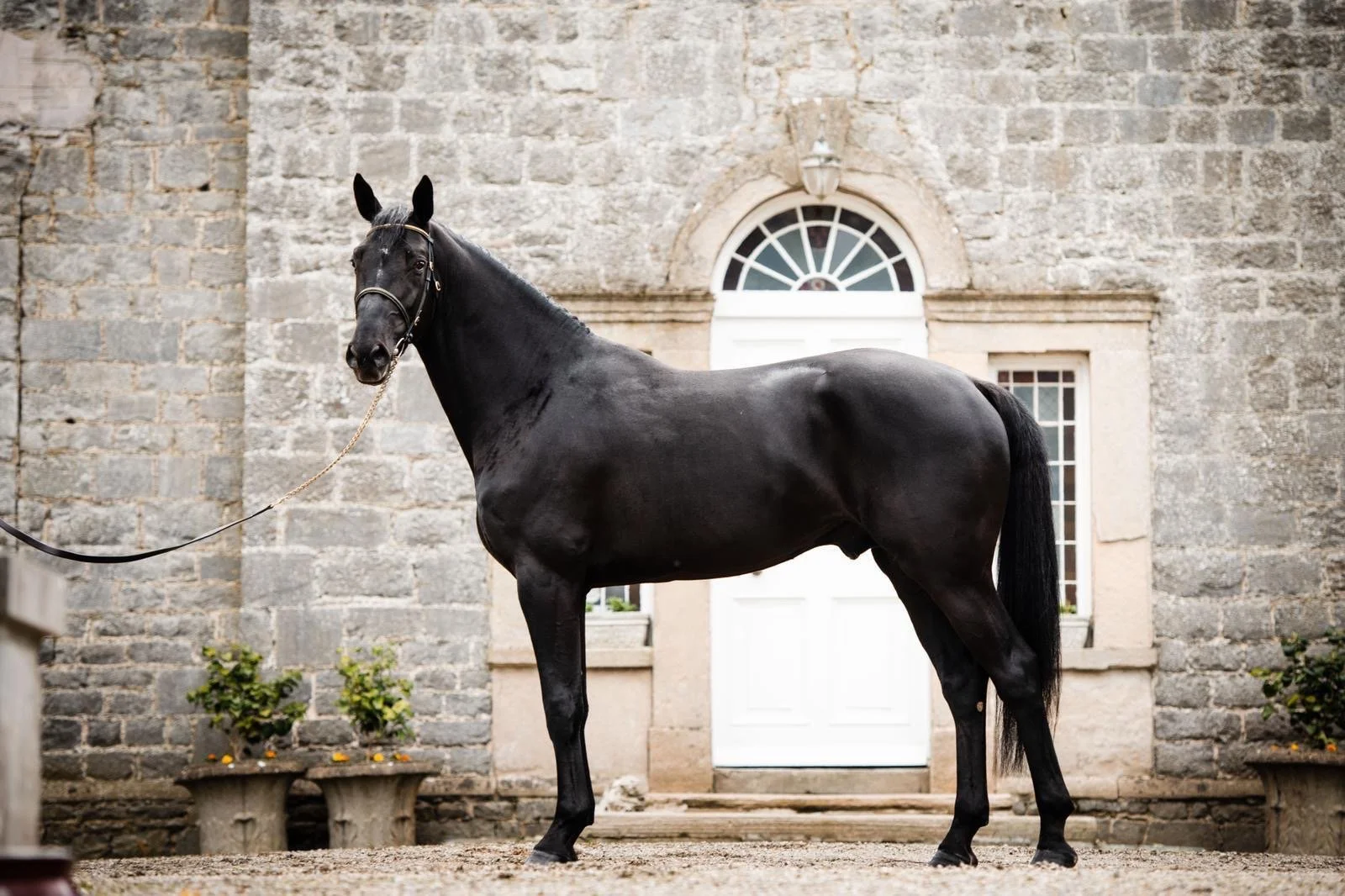 Black horse standing in front of a stone building with white door and window