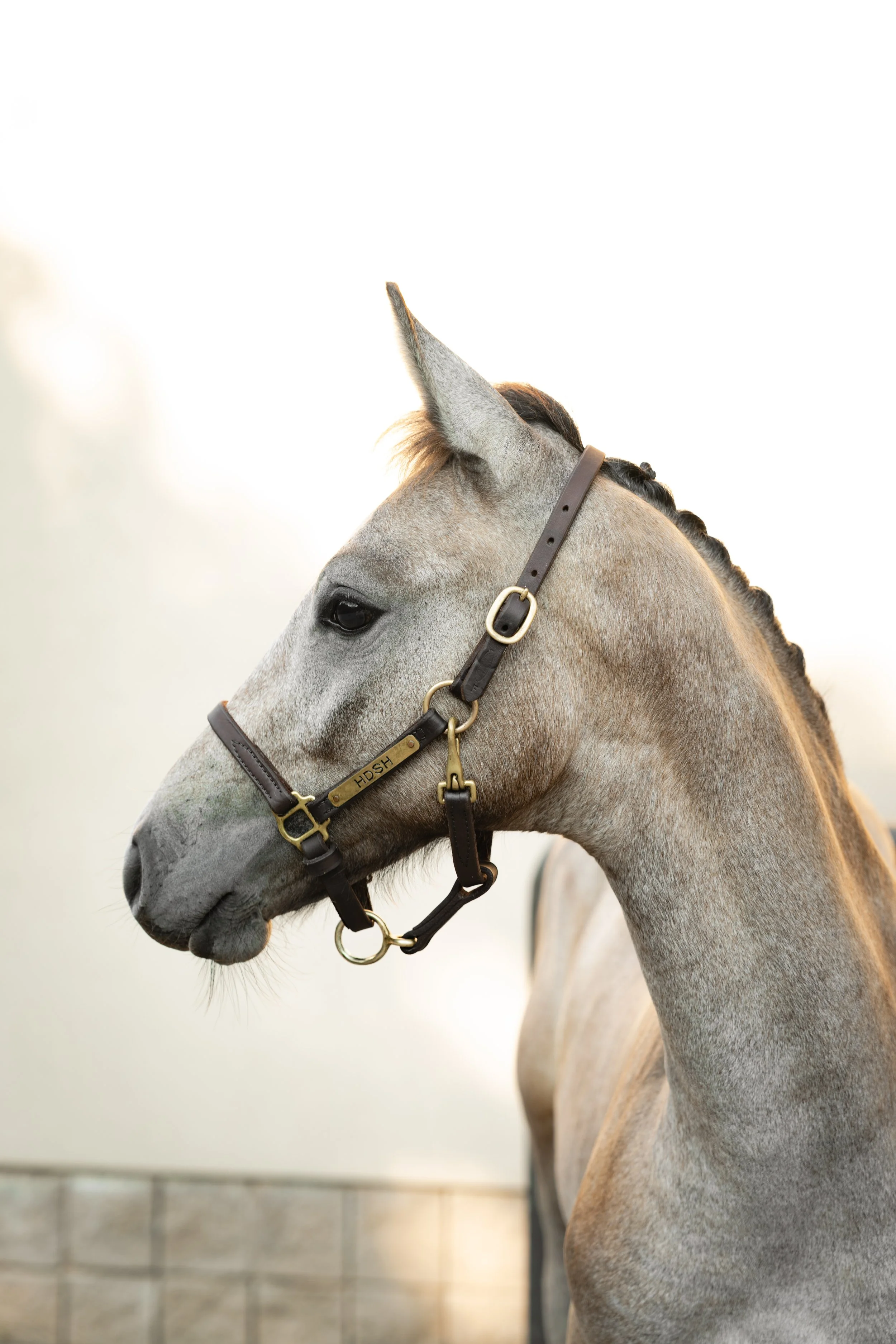 A gray horse with braided mane wearing a leather halter, standing near a brick wall with a light background.