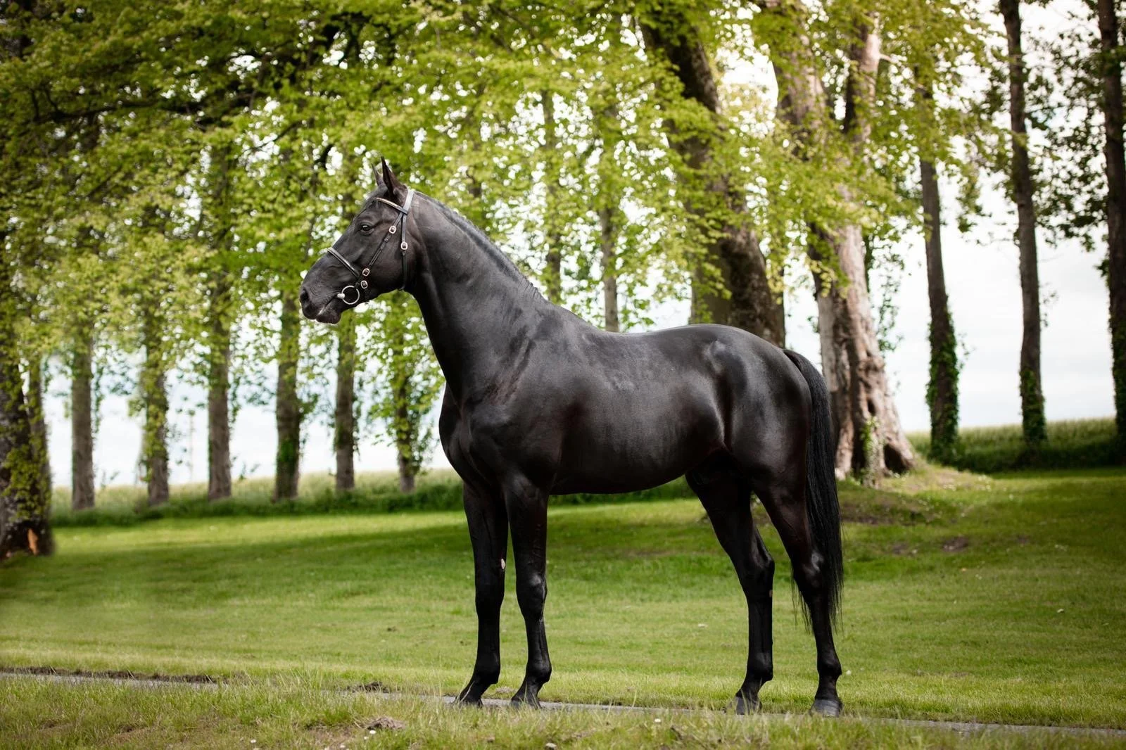 A black horse standing on grass in front of a background of green trees.