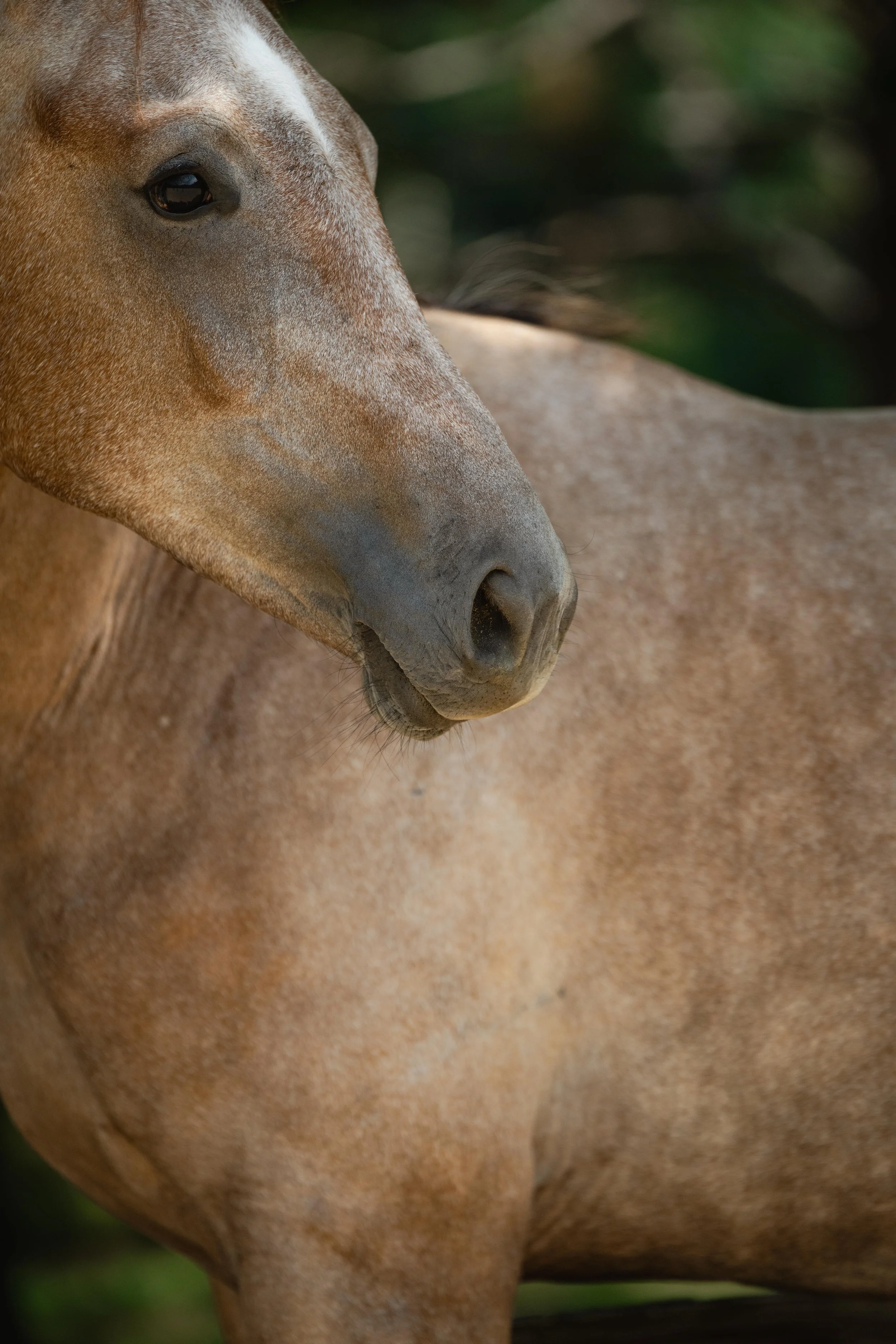 Close-up of a tan horse's face and body in a natural outdoor setting.