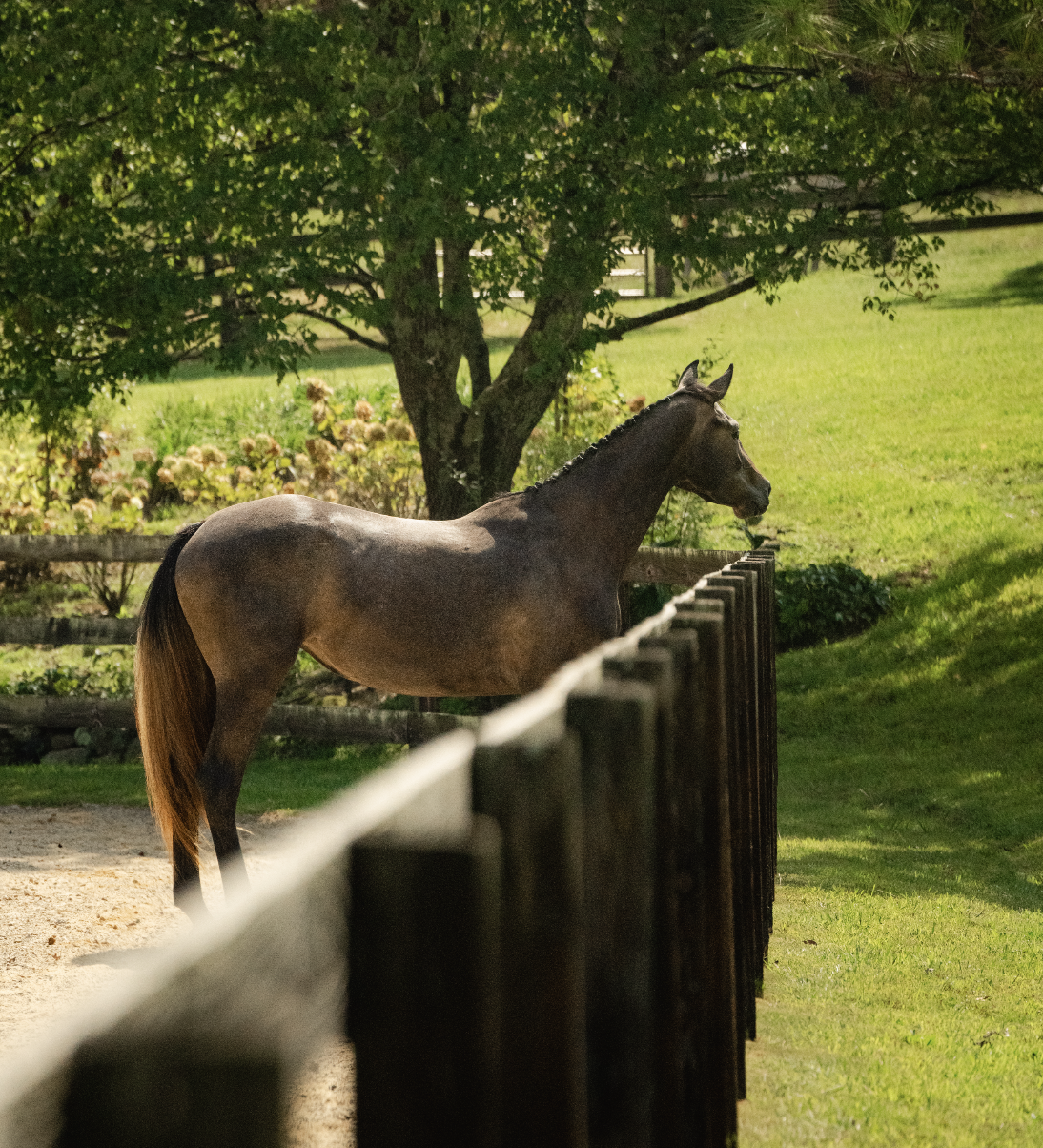 A brown horse standing near a wooden fence in a grassy yard with trees and bushes in the background.