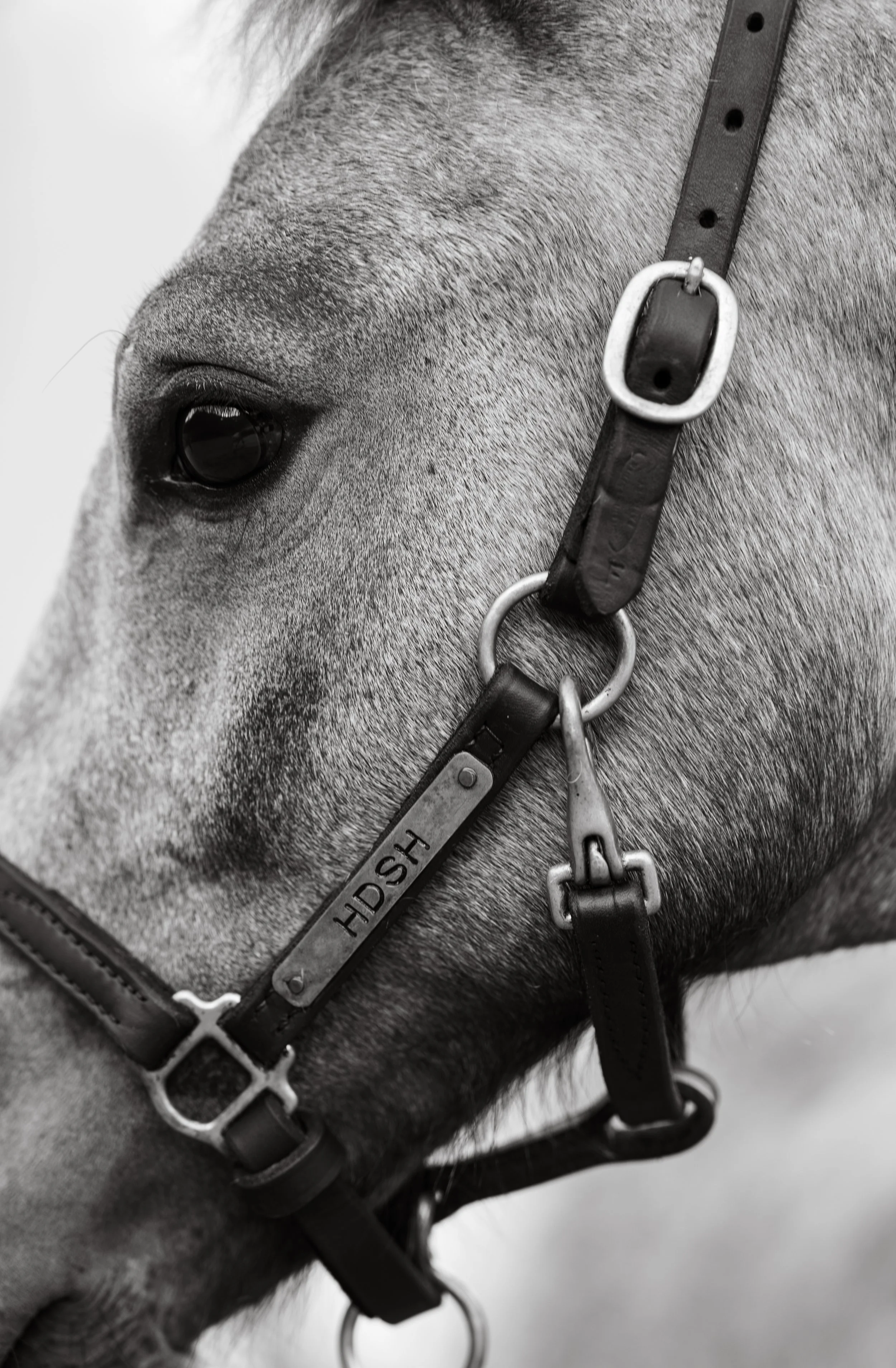 Close-up of a horse's face showing its eye, with a harness labeled HSH.