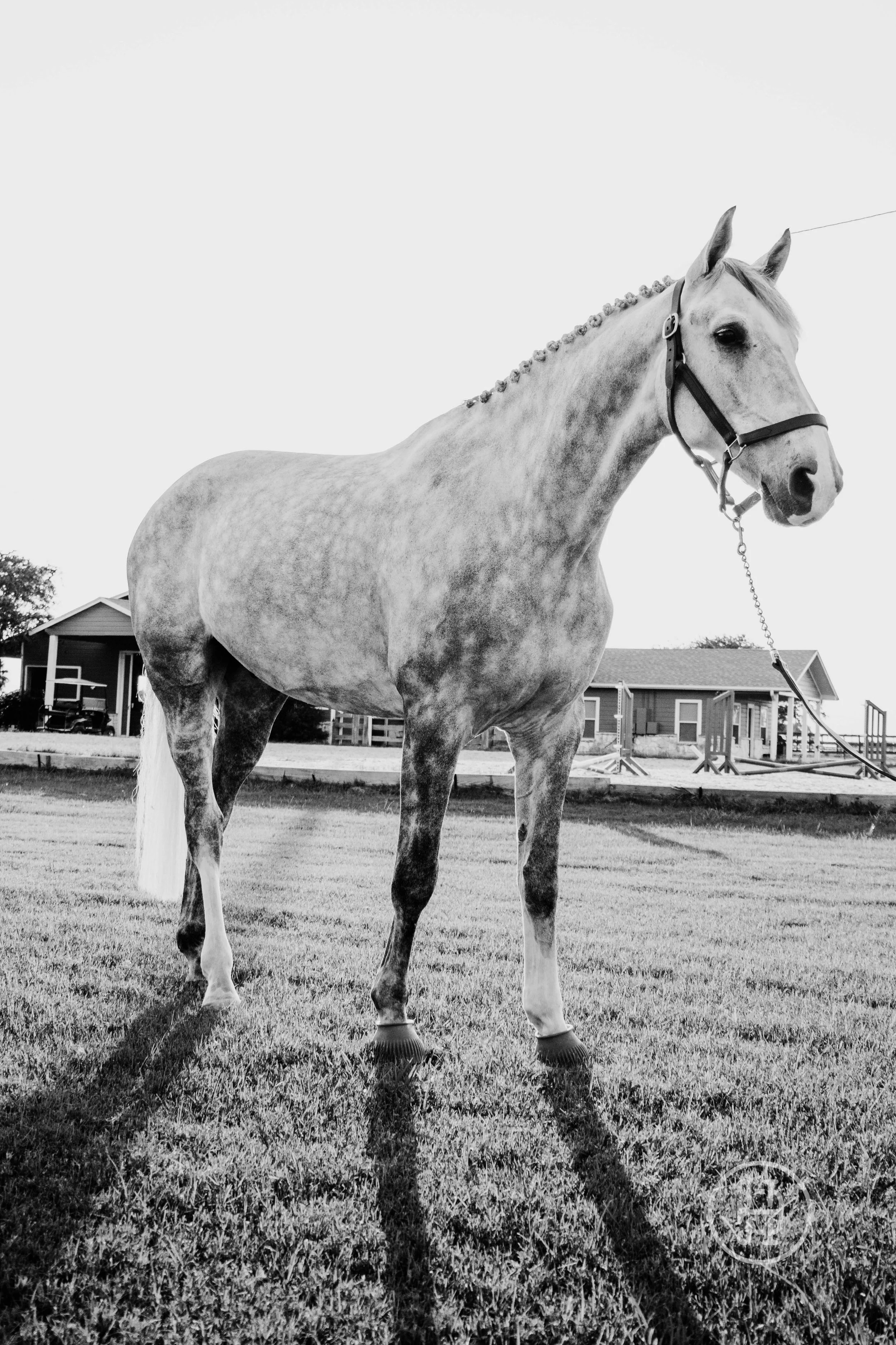 A gray horse with a braided mane standing on a grassy field with some buildings in the background.