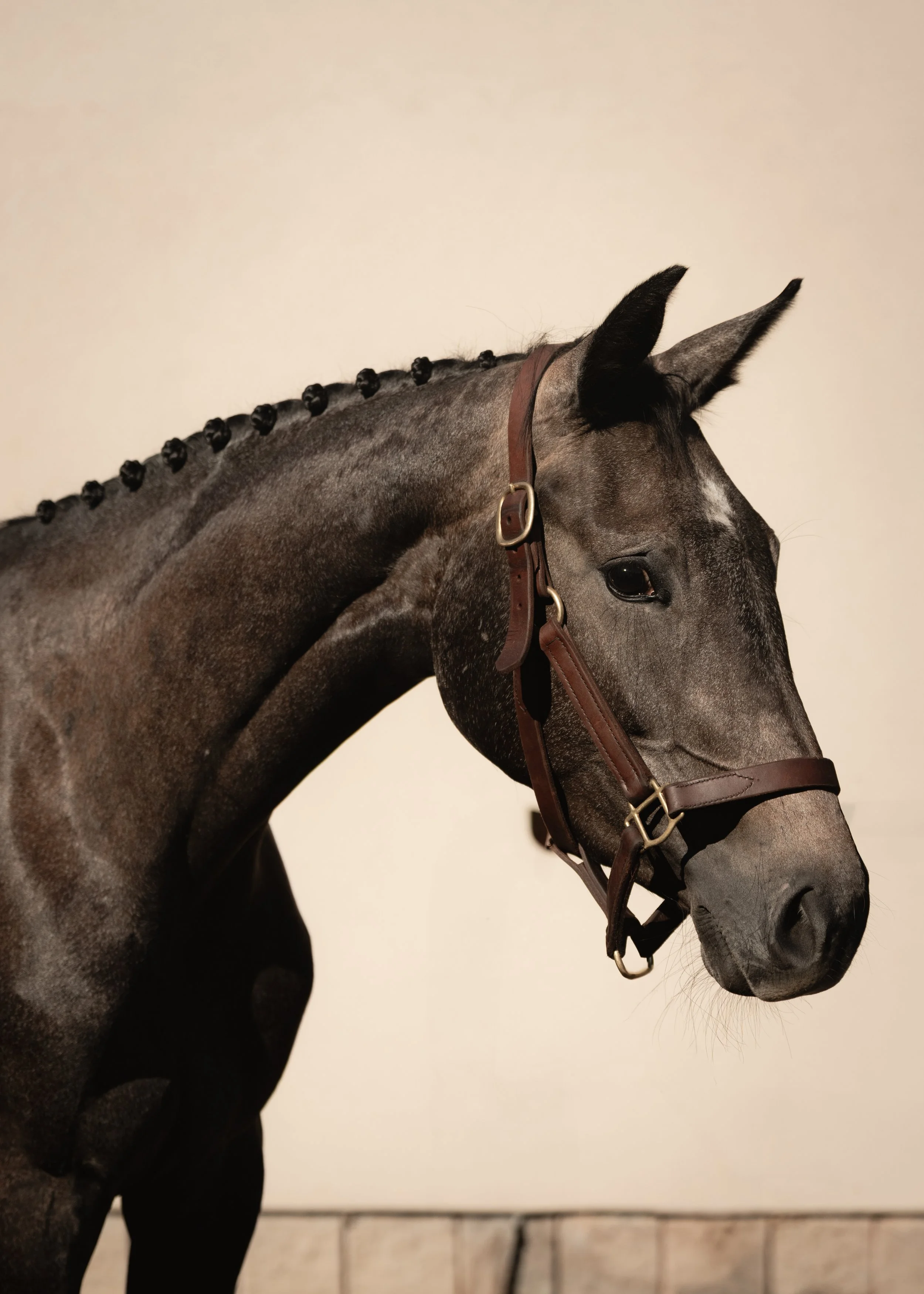 Close-up of a gray horse with a braided mane wearing a brown bridle, standing indoors with a plain wall background.